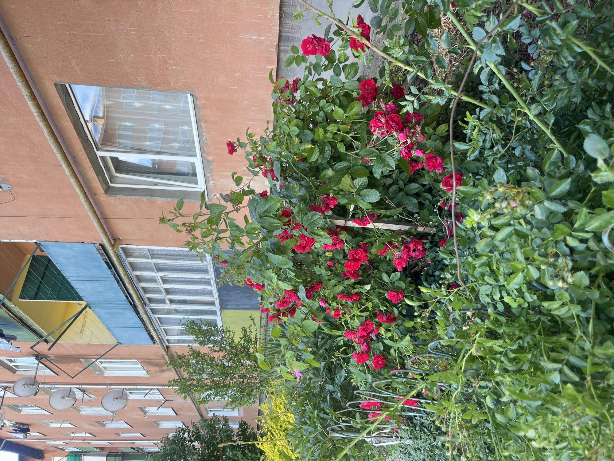 In Drohobych, Ukraine, an apartment building with salmon-colored walls features a ground-level garden of lush green foliage and vibrant red roses. The building's facade is adorned with white-framed windows, some of which are open, and a balcony with blue and yellow coverings. Satellite dishes are mounted on the exterior wall. The garden is dense with various plants, including a prominent rose bush in full bloom, its red flowers adding a splash of color against the building's muted tones. The overall scene depicts a typical urban residential setting with a touch of natural beauty.