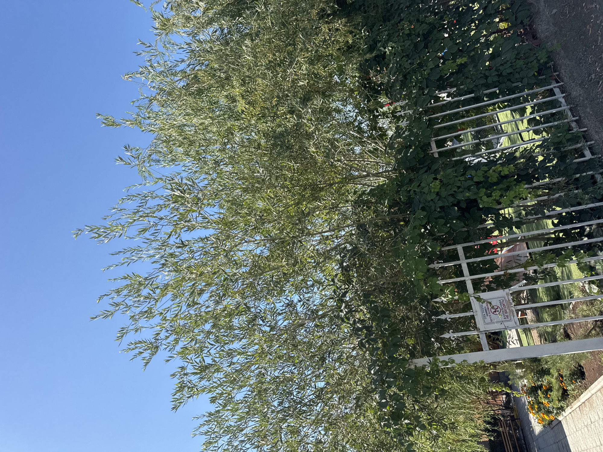 The image depicts a white metal fence covered with green ivy, with a large tree bearing thin, green leaves in the background. The sky above is clear and blue. A sign is attached to the fence with text and symbols that appear to indicate a prohibition. To the left of the fence, there is a paved walkway with a flowerbed containing orange marigolds and a bench. The overall scene suggests an outdoor area, possibly a park or garden, within the city of Zharbulak, Kazakhstan.