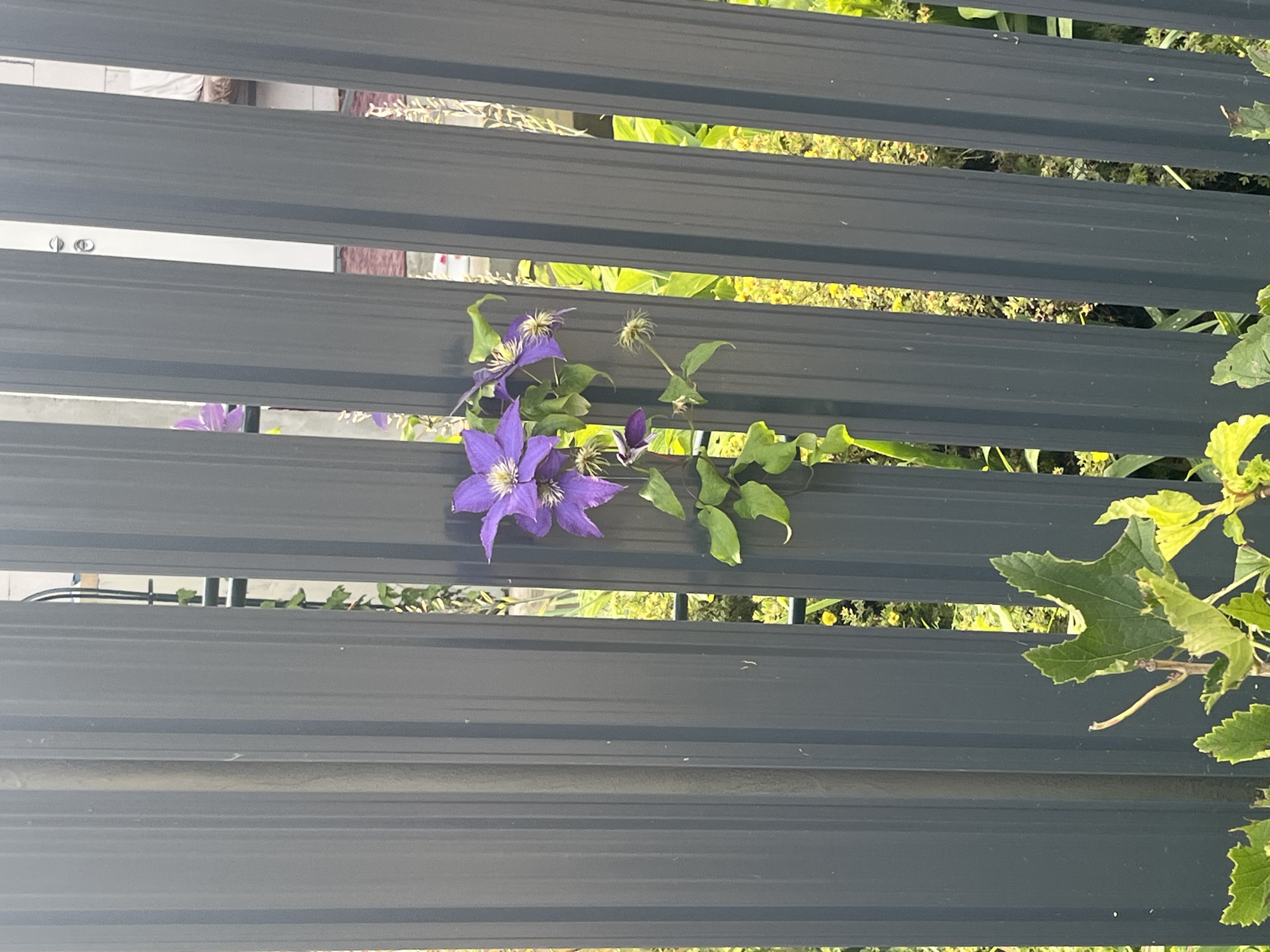 A cluster of purple clematis flowers with yellow centers is growing through gaps in a dark gray corrugated metal fence. The flowers are in various stages of bloom, with some fully open and others partially closed or in seed. The fence panels are vertical and have a ribbed texture. Beyond the fence, lush green foliage and some yellow flowers are visible, suggesting an outdoor setting, possibly a garden or yard. The image is taken at eye level. The location is specified as Vladimirovka, Russia.