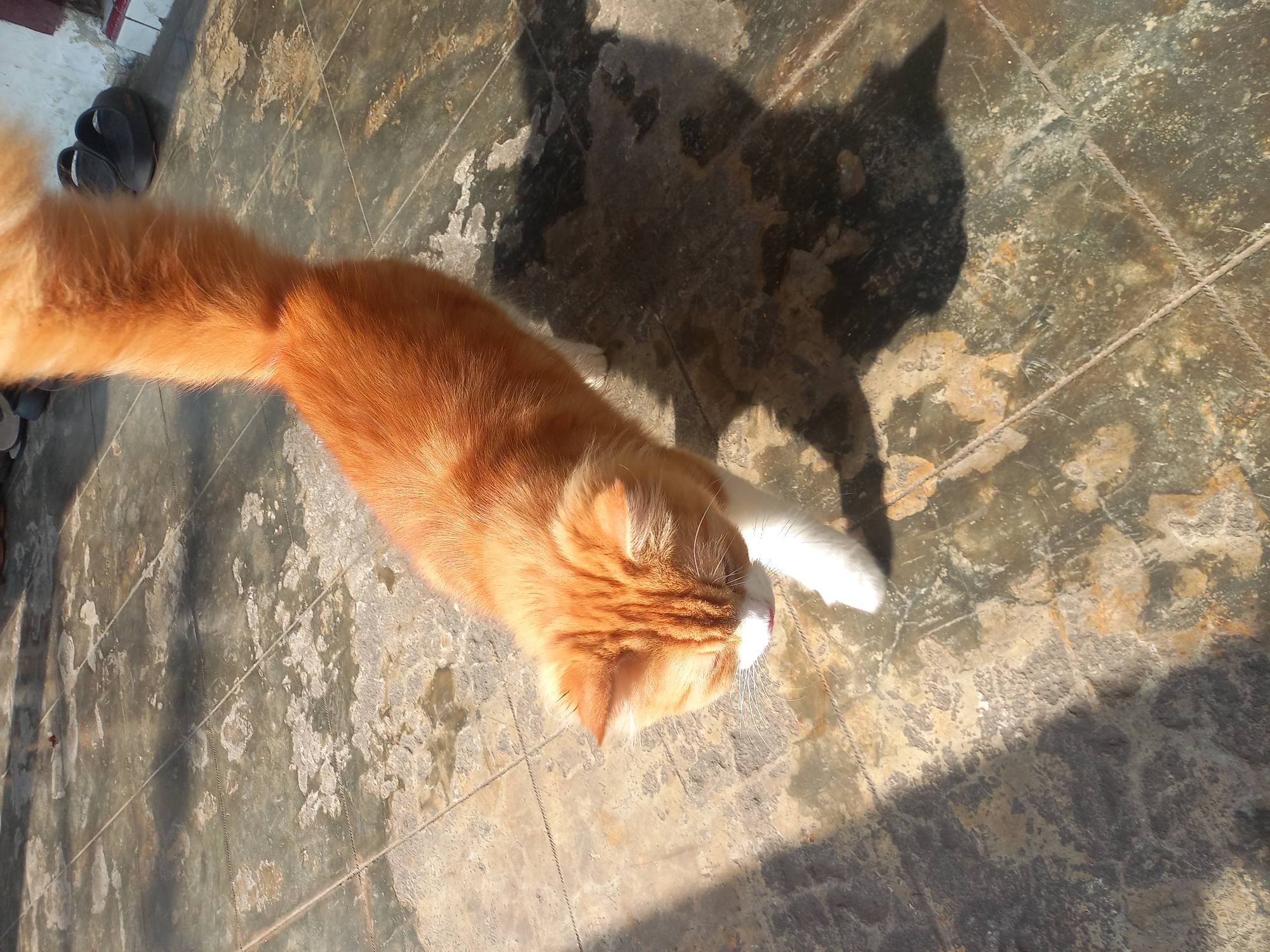An orange and white cat walks on a tiled floor in Manado, Indonesia. The cat is facing downwards and to the left. The floor tiles are square and appear to be a dark color with lighter, worn patches. The cat's fur is fluffy and orange with white paws and chest. Sunlight casts a shadow of the cat on the floor. In the background, two black sandals are visible. The environment appears to be outdoors, possibly a patio or walkway.