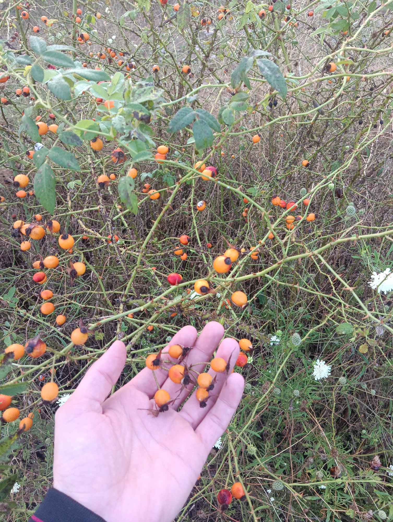 A person's left hand is held in the foreground, palm open and facing upwards, with a cluster of bright orange rose hips resting on it. The rose hips are plump and round, with some showing signs of slight decay or browning at the tips. The hand is pale with faint pink undertones and the fingernails are short and unpolished. Behind the hand, a dense thicket of rose bushes fills the frame. The branches are thorny and tangled, covered in a profusion of rose hips, varying in color from deep orange to some darker, almost black ones, and a few vibrant red ones. Green leaves, some wilting, are scattered amongst the hips, along with dried grass and stems. Small, white, daisy-like flowers are also visible in the background, interspersed with prickly seed heads. The overall environment appears to be an outdoor, natural setting, likely a wild or overgrown area. The lighting is overcast, creating a diffused and slightly muted effect on the colors.