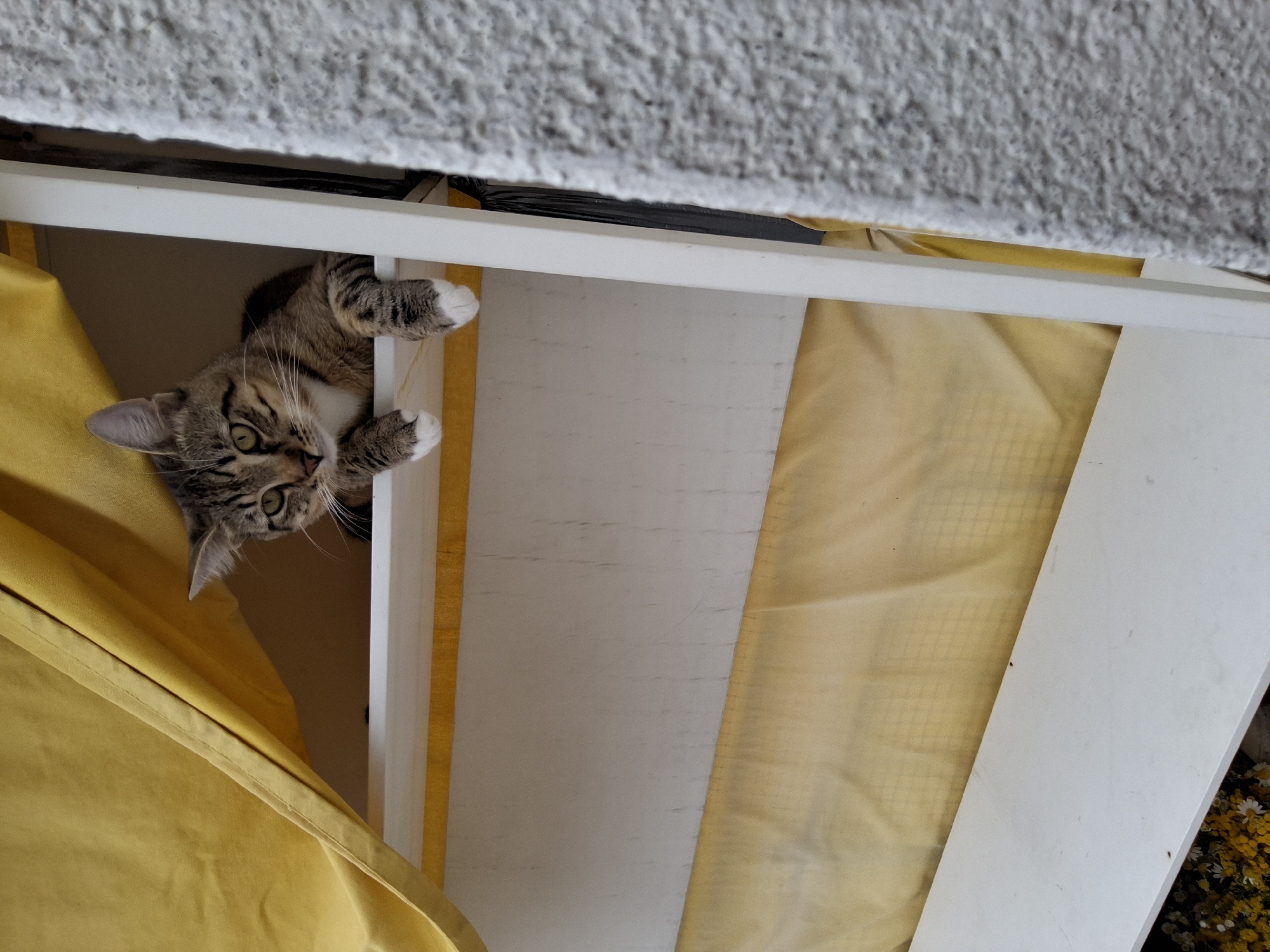 A tabby cat with white paws is peeking out from behind a yellow awning, resting on a white shelf. The cat's body is mostly hidden, but its head and front paws are visible. The cat appears to be looking towards the left of the frame. The background consists of the yellow awning and a textured gray wall. The image is taken from a slightly low angle.
