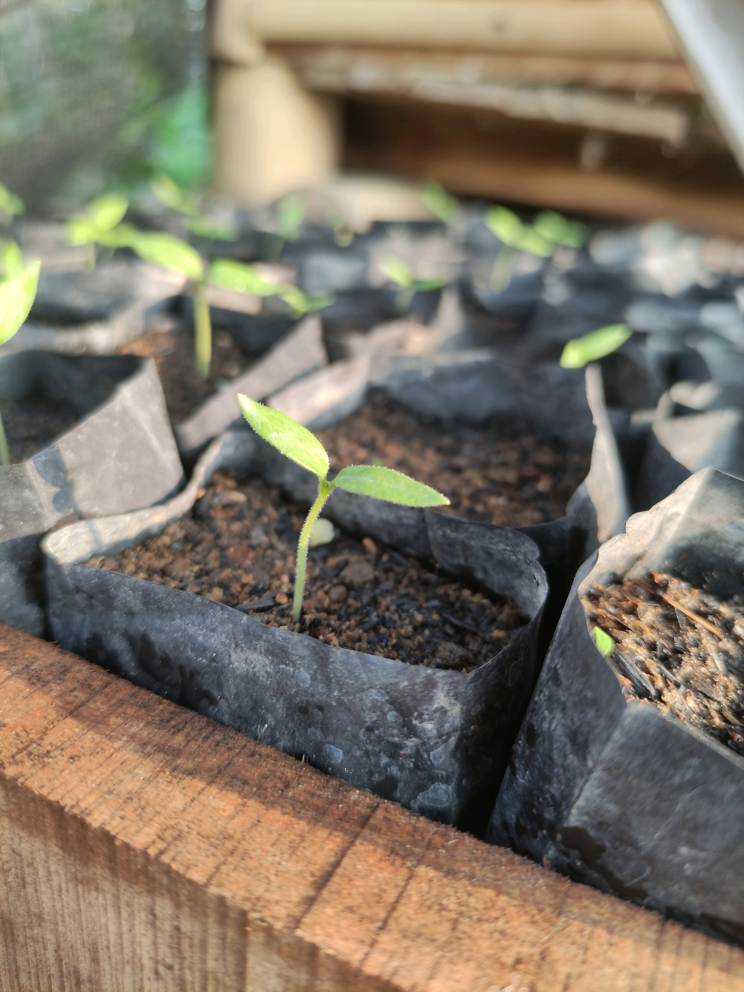 The image shows several small green seedlings in black plastic bags filled with soil. The seedlings are at different stages of growth, with some just beginning to sprout and others having developed a few leaves. The plastic bags are arranged in rows, and the scene appears to be outdoors, possibly in a nursery or garden. In the background, there are blurred elements that suggest a natural or wooden structure. The lighting indicates it might be daytime. The image focuses on the seedlings, with a shallow depth of field that blurs the background. There is a wooden surface in the foreground that appears to be part of a structure or container holding the seedlings. The location is identified as Tiudan, Indonesia.