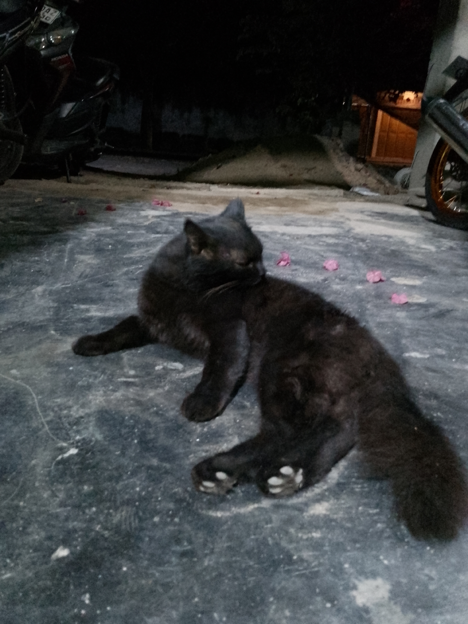 In Kauman, Indonesia, a black cat lies on a dark, textured ground that appears to be concrete or asphalt. The ground is sparsely scattered with small, light-colored particles and a few scattered pink flower petals. To the left of the frame, a dark-colored motorcycle, possibly a scooter, is partially visible, its handlebars and front wheel indicating it is parked. In the background, the scene is dark, with faint outlines of trees and structures. To the right, the rear wheel of another motorcycle, with a gold rim, is visible. The cat is in focus, with its fur appearing slightly disheveled. Its paws are visible, with white markings on the pads of its hind feet. The cat is positioned to face towards the left of the frame, with its head turned slightly to the right. The lighting suggests it is nighttime or a dimly lit area.