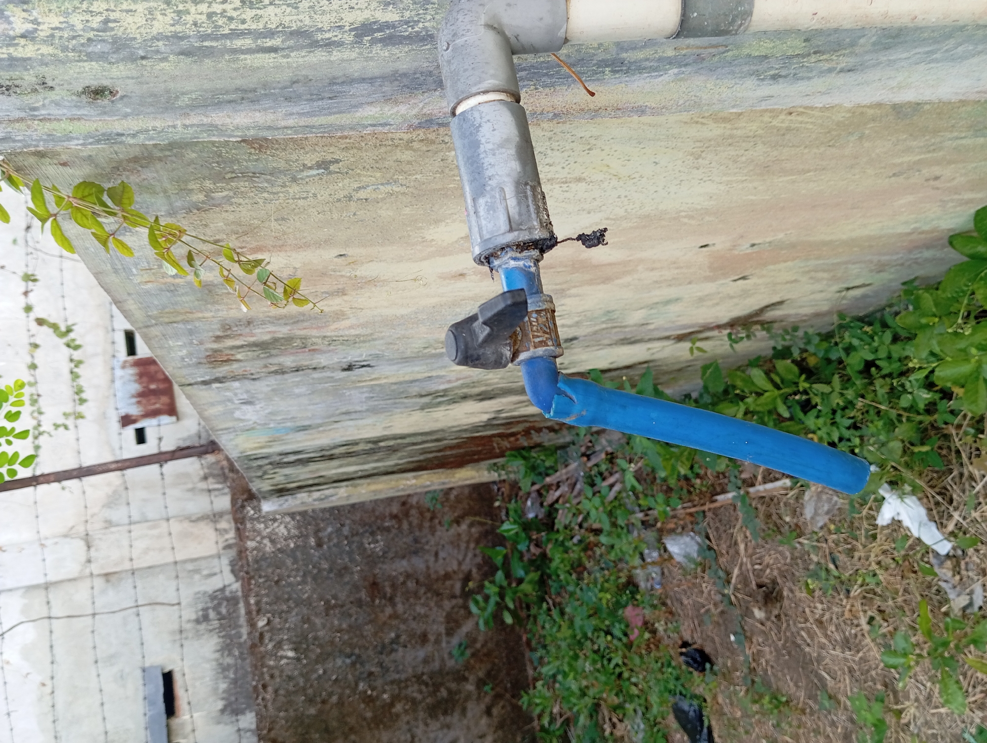 The image depicts an outdoor scene in Pandaan, Indonesia, focusing on a damaged pipe and faucet attached to a weathered concrete wall. The wall itself shows signs of age and discoloration, with patches of moss or algae. A vine with green leaves drapes down from the top of the wall.
The foreground is dominated by the plumbing fixture. A blue pipe extends diagonally downwards from the faucet, showing signs of damage or wear at its connection point. The faucet has a black handle and appears to be made of metal, with some rust or corrosion visible. A dark, amorphous substance is attached near the faucet connection, possibly residue or debris.
The ground beneath the wall is covered in dry grass, dirt, and some scattered litter, including plastic bags and white debris. Small green plants are growing in patches around the base of the wall and amongst the dry grass. In the background, another concrete wall or structure is visible, with horizontal lines that might indicate fencing or construction elements. There are also small, rusted metal openings or vents on this background structure. The overall impression is one of an outdoor utility area that is somewhat neglected.