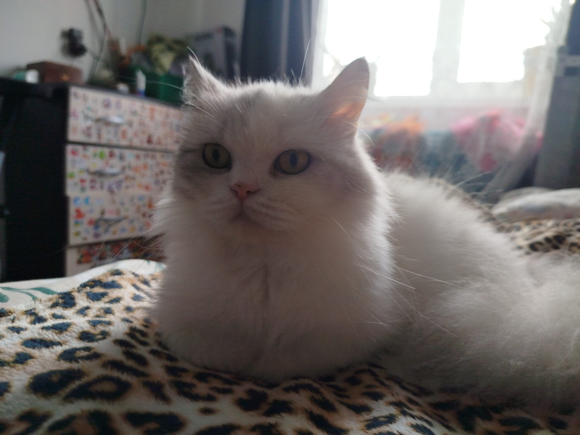 A fluffy, white cat with light grey markings around its ears and face sits on a leopard-print blanket. The cat has large, expressive yellow eyes and appears to be resting. In the background, out of focus, is a dresser with colorful stickers on its drawers, and a window with bright light streaming through it. The overall environment suggests an indoor setting, possibly a bedroom.