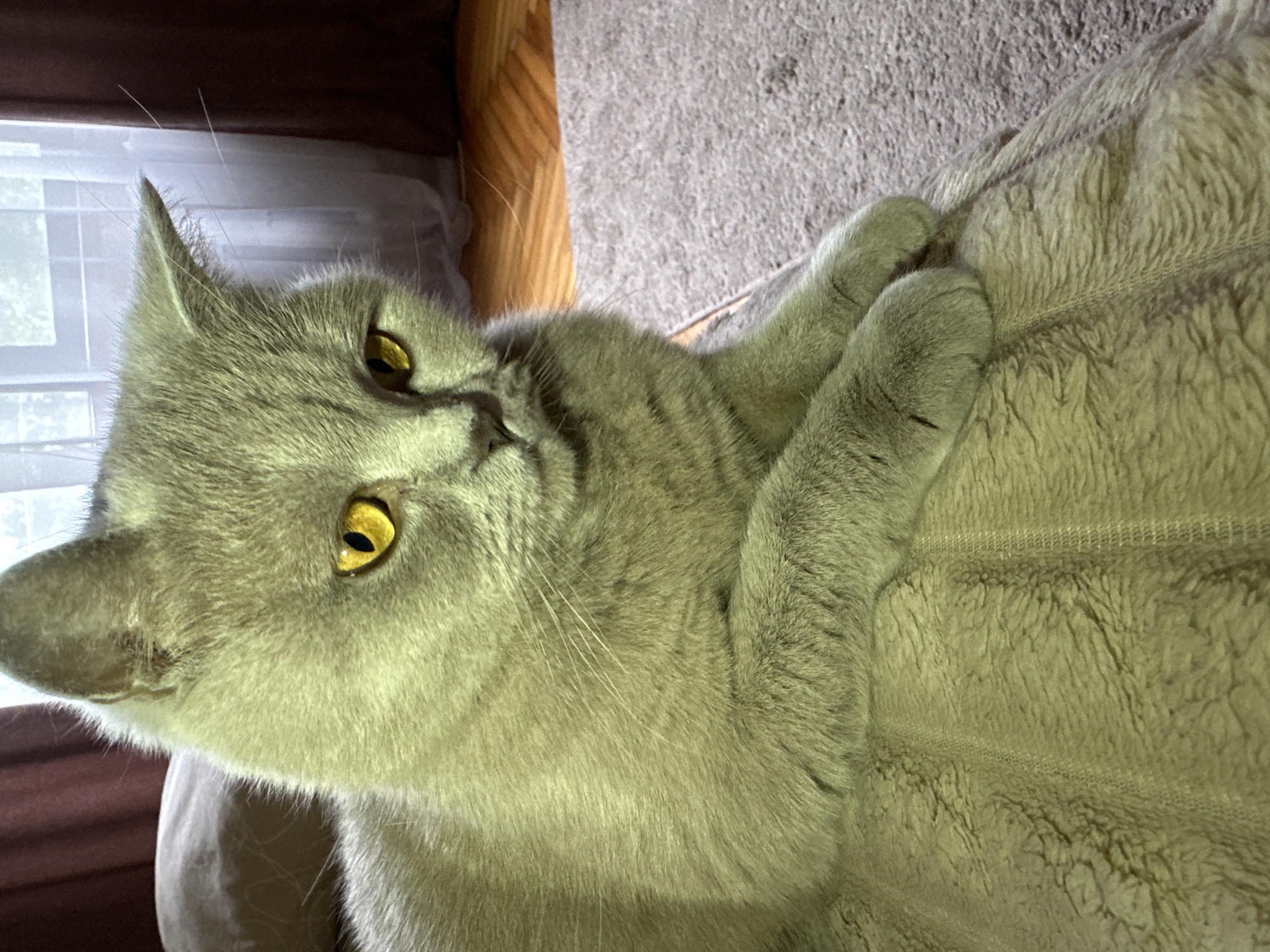 A grey British Shorthair cat with striking yellow eyes is captured in a medium shot, positioned on a textured grey blanket. The cat is facing the viewer's right, with its head tilted slightly downwards. Its paws are resting gently on the blanket, with the left paw slightly overlapping the right. The background consists of a wooden floor and a carpeted area, with curtains and a window visible in the distance. The lighting suggests an indoor setting, possibly a living room, with natural light filtering through the window. The overall tone of the image is calm and intimate. This scene does not provide specific details about the city of Ternopil, Ukraine.