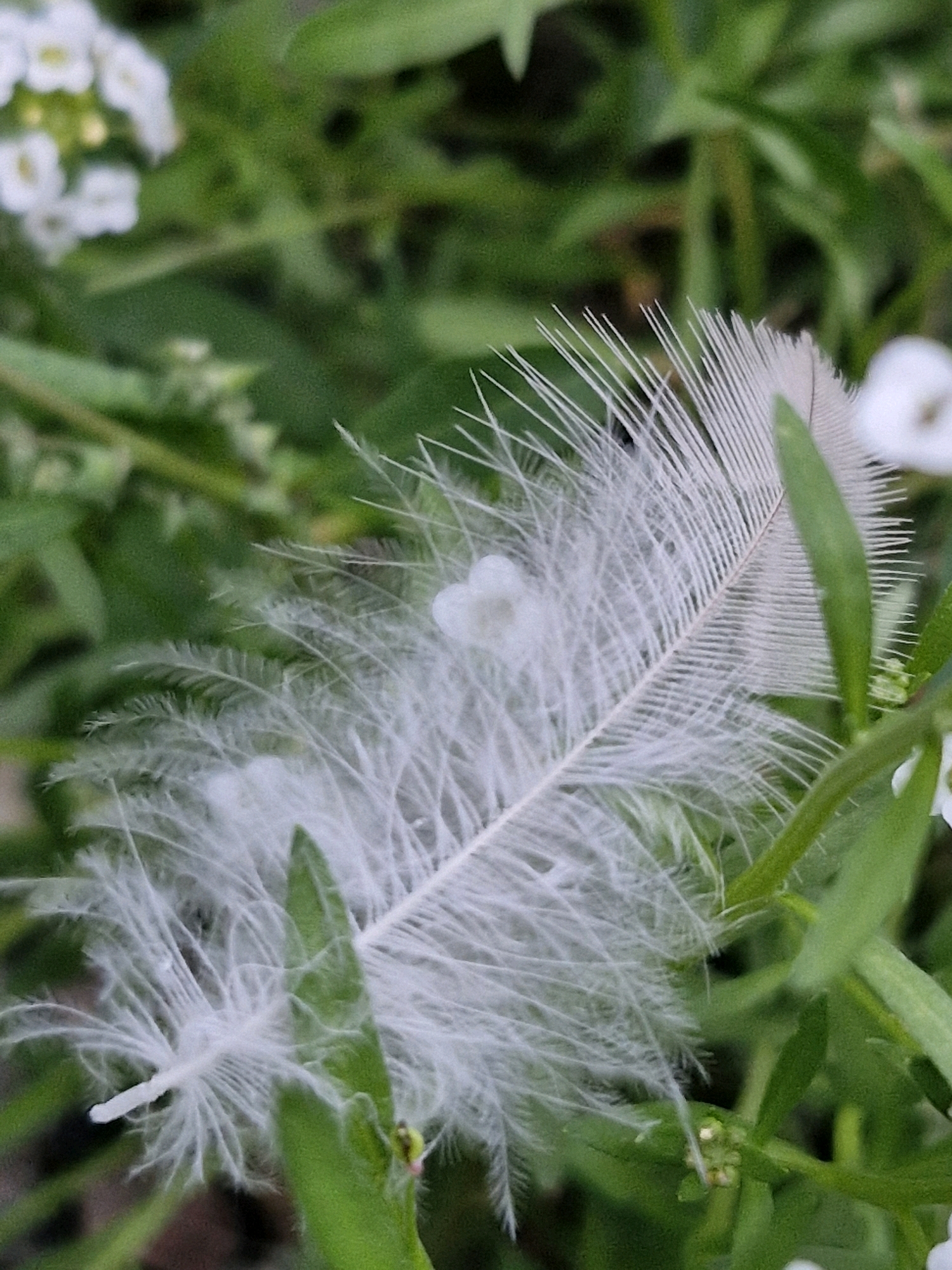 A close-up, shallow depth of field photograph captures a white feather resting on green foliage, with small white flowers blurred in the background. The feather, with its delicate barbs and central shaft, is the primary subject, positioned diagonally across the frame. The surrounding leaves and flowers are out of focus, creating a soft, natural backdrop. The lighting is diffused, highlighting the texture and fragility of the feather. The scene appears to be outdoors, likely in a garden or natural setting.