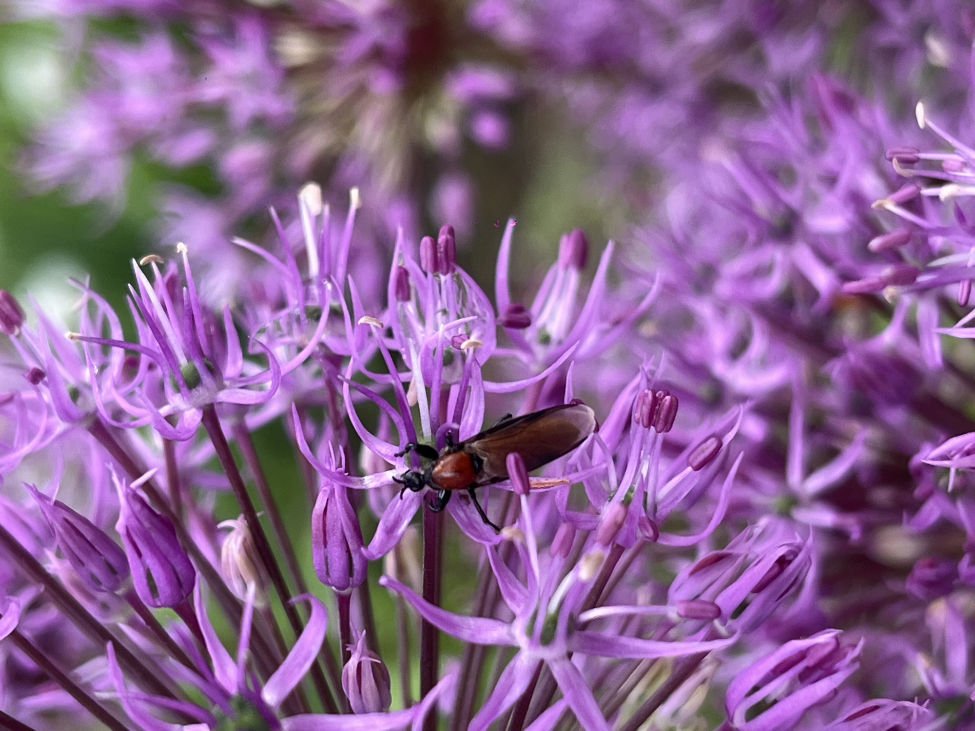 The image shows a cluster of purple allium flowers. In the center of the image, a small insect with a red body and brown wings is perched on one of the flowers. The background consists of additional allium flowers, slightly blurred. The location is specified as the city of Novopokrovskaya, Russia.