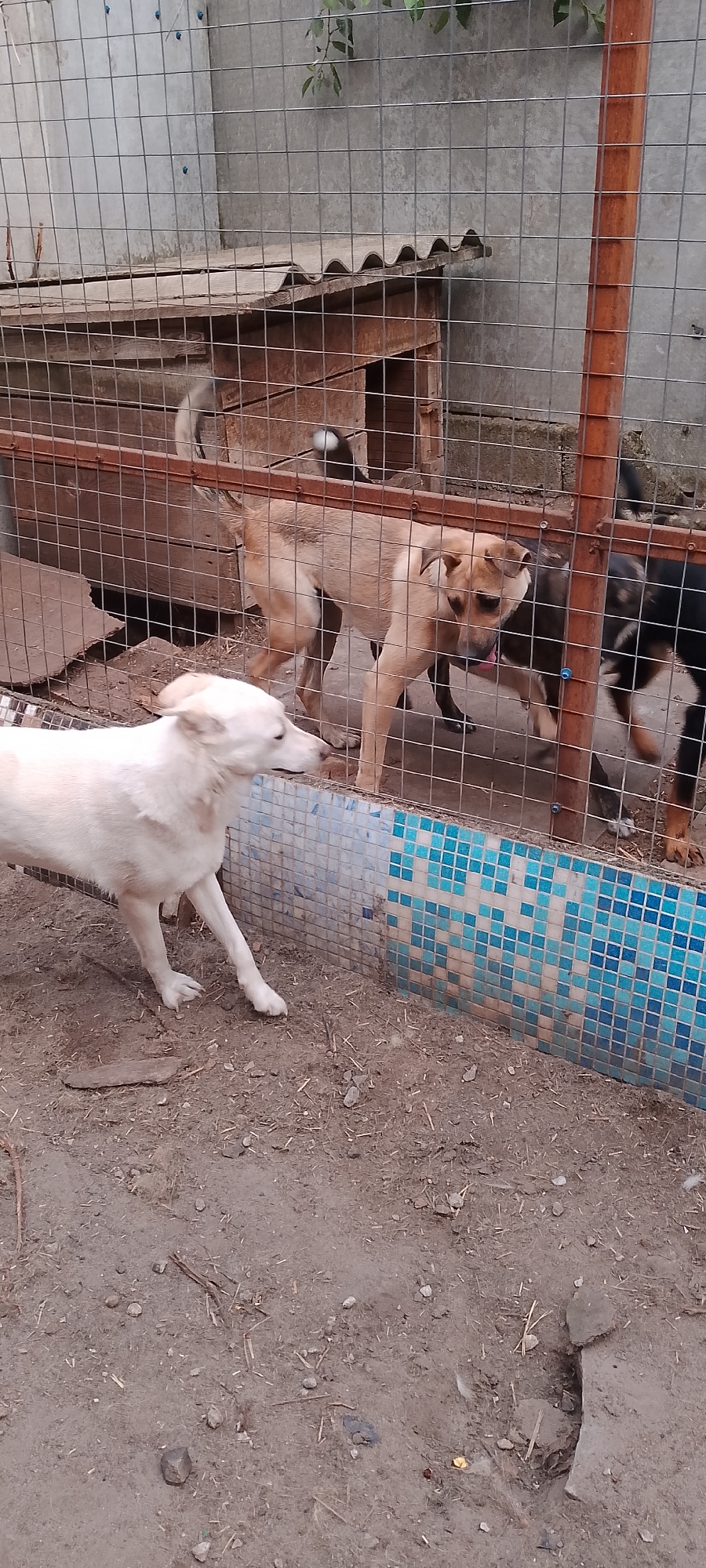 The image depicts an outdoor enclosure for dogs, likely a kennel or dog run, with a chain-link fence enclosing the area. Inside the enclosure, there are four dogs visible. In the foreground, a white dog with light brown markings on its ears is facing left, with its head slightly lowered. Behind it, and further back in the enclosure, are three other dogs. One is a medium-sized tan dog standing centrally, looking down towards the ground. To its right, a dark-colored dog is partially visible, with its hindquarters and tail showing. Another dark-colored dog is mostly obscured behind the tan dog. The ground within the enclosure appears to be dirt with scattered debris, and there is a structure resembling a wooden dog house with a corrugated roof in the background. A tiled wall, with a pattern of blue and white squares, runs along the bottom right of the enclosure. The environment suggests an urban or semi-urban setting, but no specific landmarks are identifiable to pinpoint a location within Belgorod, Russia.