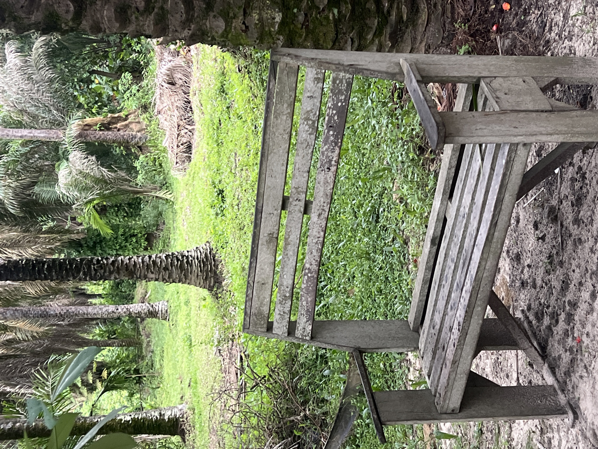 An outdoor scene in Sangotedo, Nigeria features a weathered wooden bench situated in a tropical environment. The bench is composed of several wooden slats and support structures, showing signs of age and exposure. It is placed on a patch of ground with sparse vegetation and exposed soil. The backdrop includes a line of palm trees extending into the distance, with lush green foliage and grassy areas between the trees. The overall environment suggests a natural or semi-natural setting within the city.