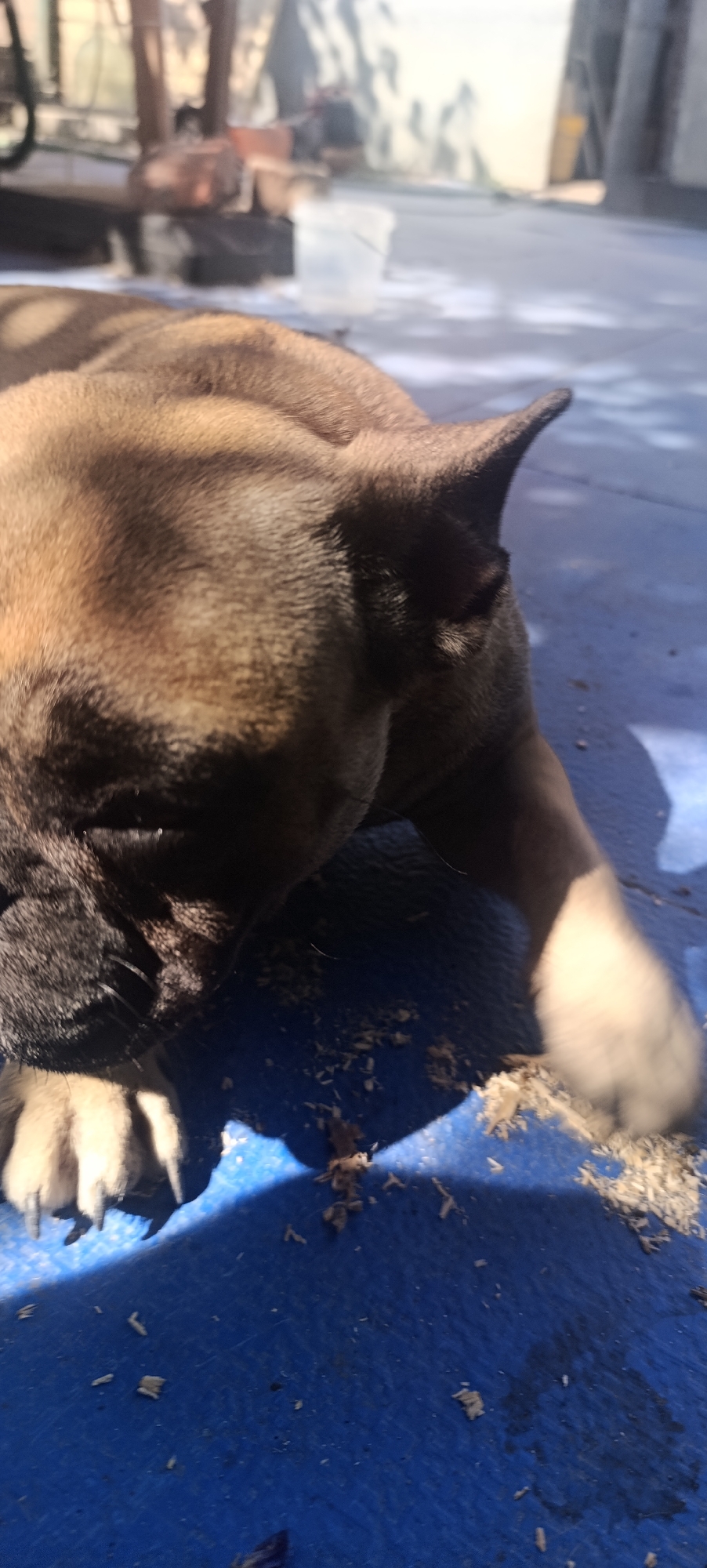 A close-up, low-angle shot shows the head and front paws of a tan dog lying on a blue surface. The dog's fur is golden brown, and its ears are pointed upwards. The dog's face is partially obscured, but its black nose and snout are visible. The blue surface appears to be a tarp or mat, with wood shavings scattered across it. Sunlight casts shadows on the dog and the surface, creating a dappled effect. In the background, out of focus, are some structures that appear to be outdoors, possibly in a yard or work area. The location is identified as Zaliznyi, Russia.