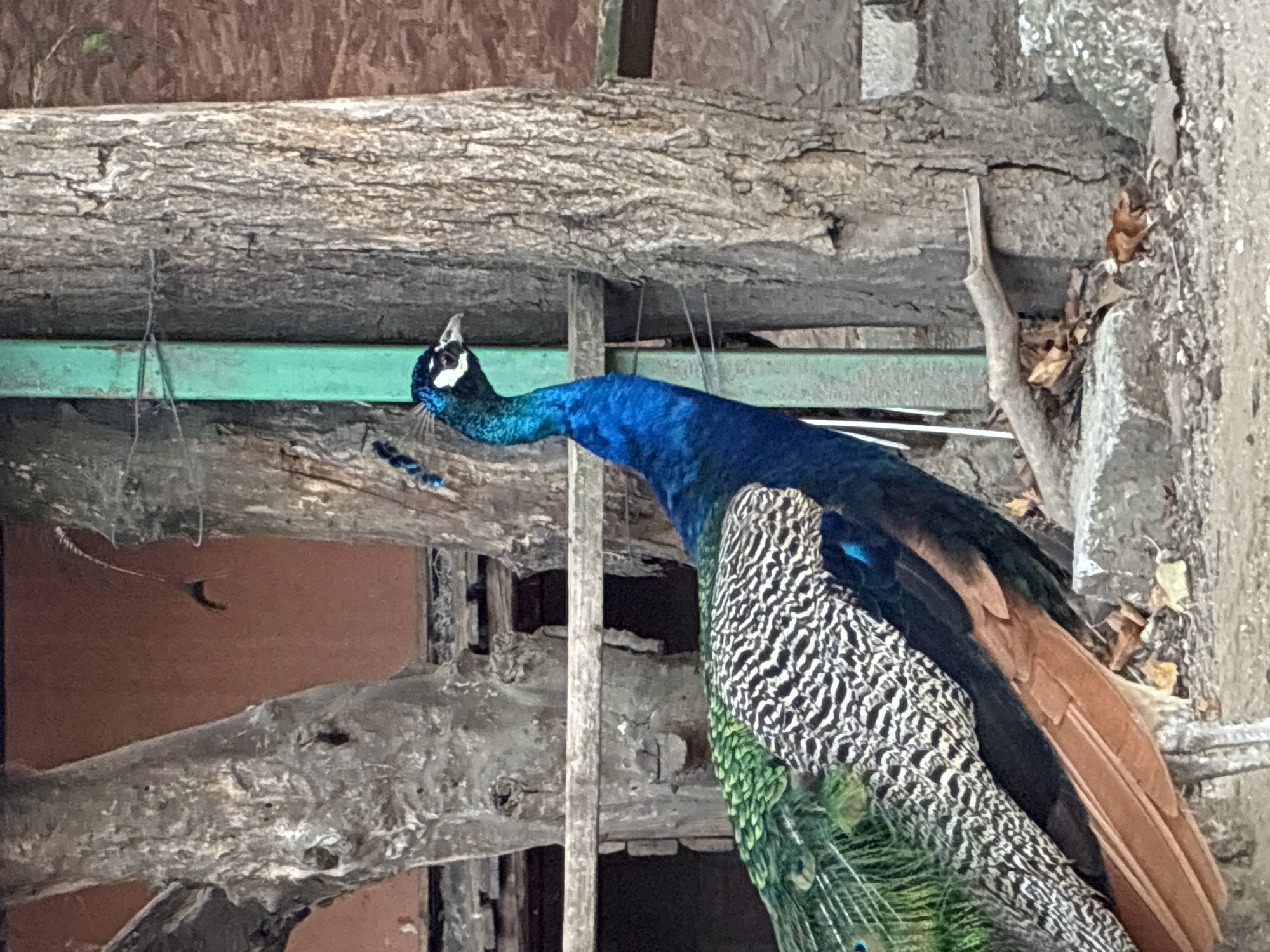 A male peacock stands in an outdoor enclosure. The peacock has iridescent blue and green plumage, with black and white patterned feathers on its back. Its head is a deep blue with a crest of feathers. The background consists of trees with rough bark, a wooden fence, and a green metal post. The ground is covered with rocks and fallen leaves. The image appears to be taken during the day. No specific location within Pazardzhik, Bulgaria, can be identified from the image.