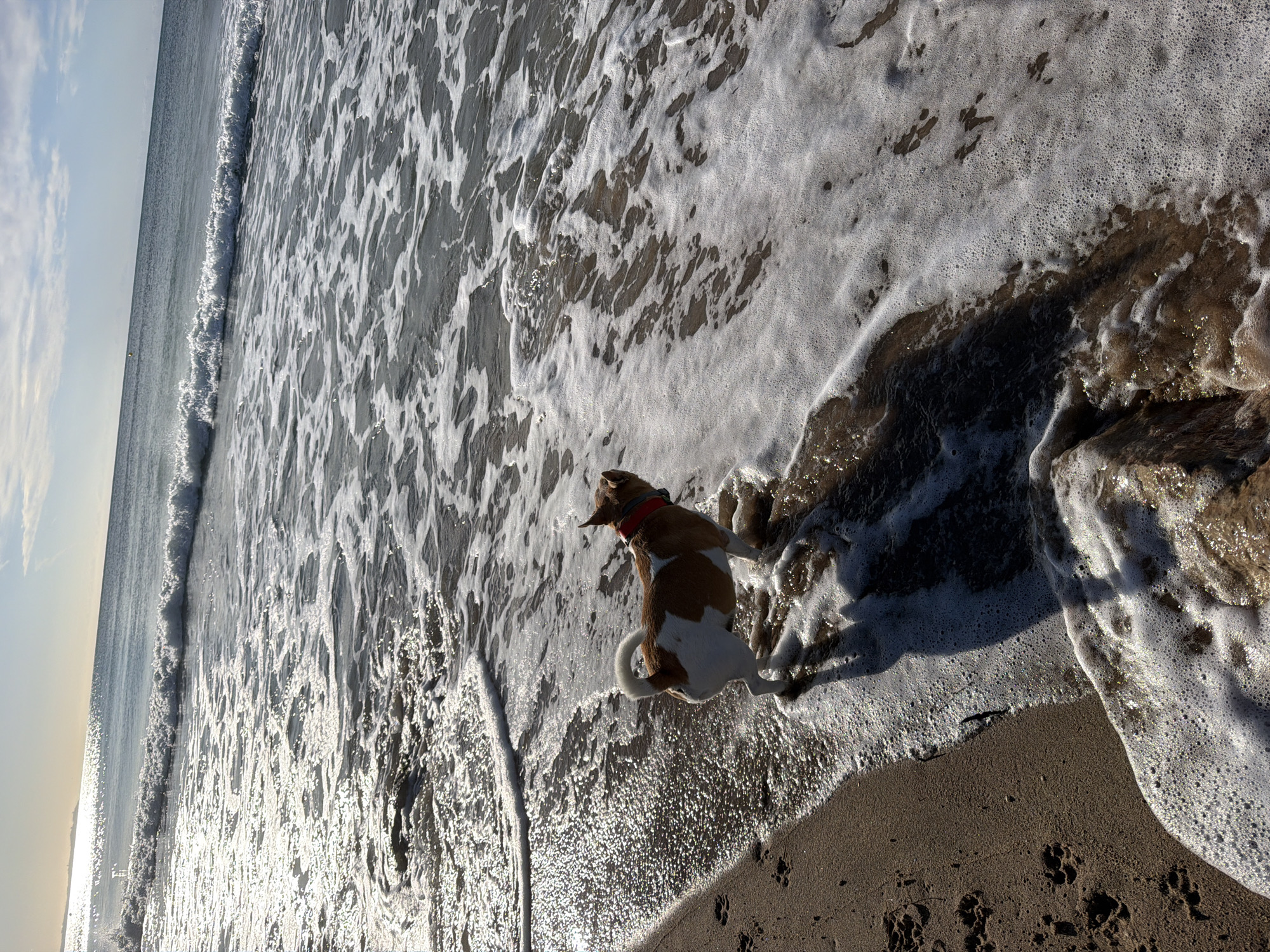 A high-angle photograph captures a brown and white dog standing in the shallow, foamy water at the edge of a beach. The dog, adorned with a red collar, faces away from the camera, looking towards the vast expanse of the ocean. Its fur is a mix of white and patches of light brown. White, bubbly foam from breaking waves washes around its legs, covering the darker wet sand. To the left, the calm ocean stretches to a distant horizon line, under a bright, light blue sky dotted with soft clouds. Sunlight glints brightly off the water's surface, creating a sparkling effect, especially where the waves are breaking. The beach sand on the right shows several paw prints, indicating the dog's recent movement along the shoreline. The bright illumination suggests a sunny day, likely morning or late afternoon, creating a pleasant and active atmosphere for the dog at the beach in Mont-roig del Camp, Spain. No text is visible in the image.