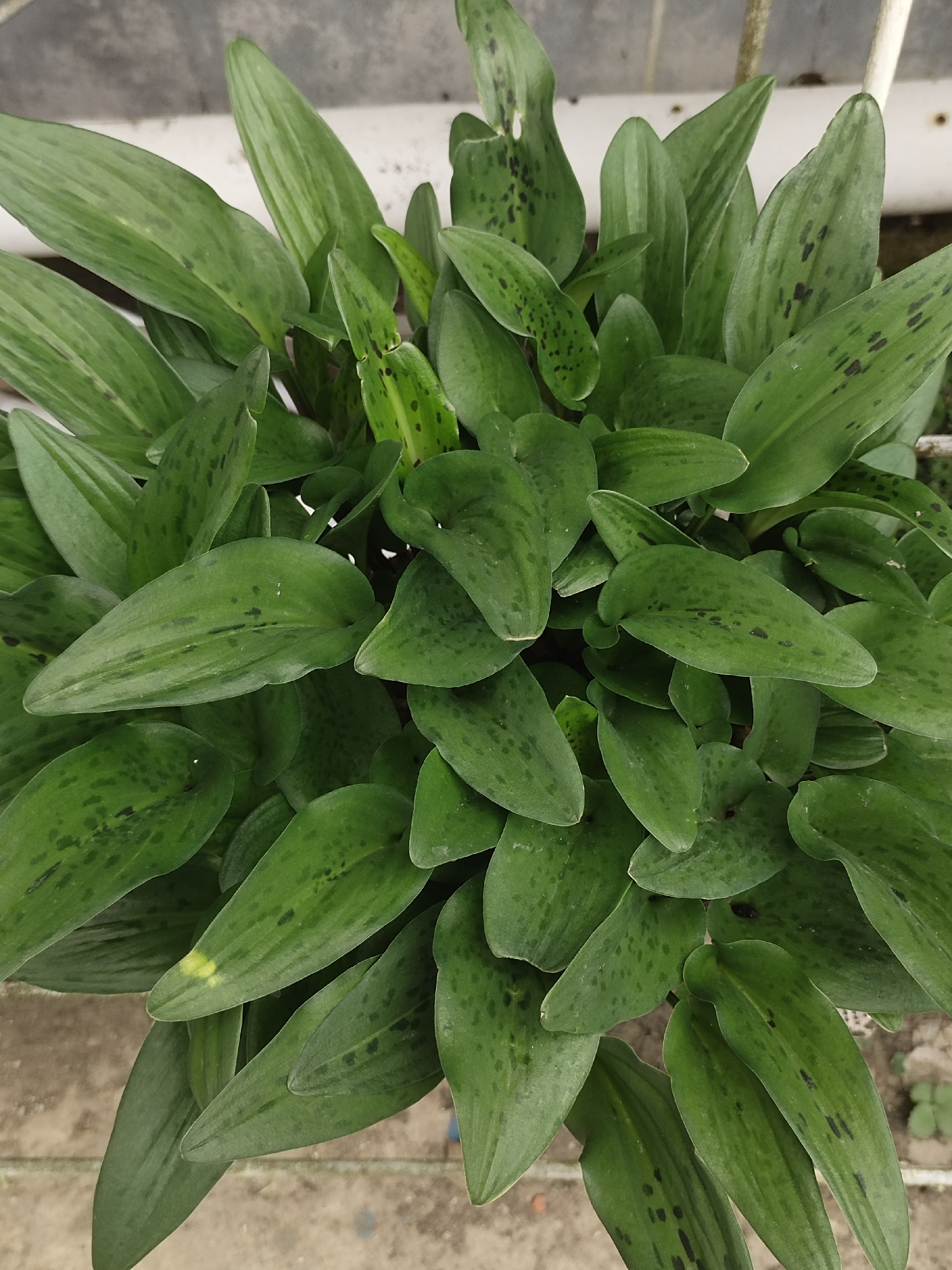 The image is a top-down, close-up shot of a dense cluster of green leaves with dark spots. The leaves are elongated and pointed, with prominent parallel veins. Some leaves have a slightly lighter green or yellowish hue, and a few show evidence of minor damage or discoloration. The background is blurred and appears to be an outdoor setting, possibly a garden or greenhouse, with hints of concrete or gravel on the ground and a white pipe or railing. There are no people or animals visible in the image. The location in Rayeukmatangkuli, Indonesia is not visually depicted in the photograph.
