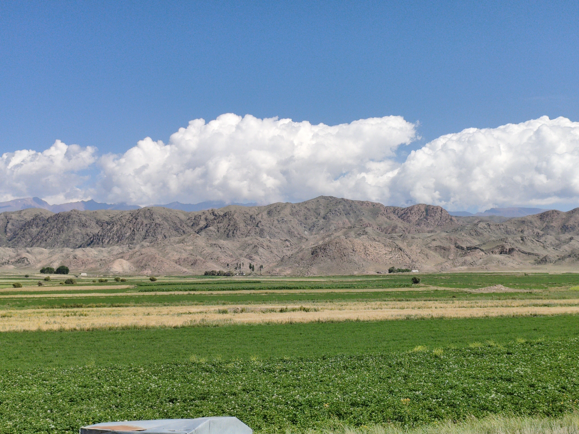 A wide shot captures a rural landscape under a bright blue sky dotted with large, puffy white clouds. The foreground is dominated by vibrant green fields, with a patch of smaller, flowering green plants in the immediate foreground. Behind these, a strip of golden-yellow crop or dry grass separates another band of lush green fields. In the middle ground, scattered trees and a few buildings are visible, with a distant range of rugged, arid mountains forming the backdrop. The mountains exhibit shades of brown and grey, with visible geological formations and sparse vegetation. The overall scene depicts a cultivated valley nestled against a mountainous terrain.