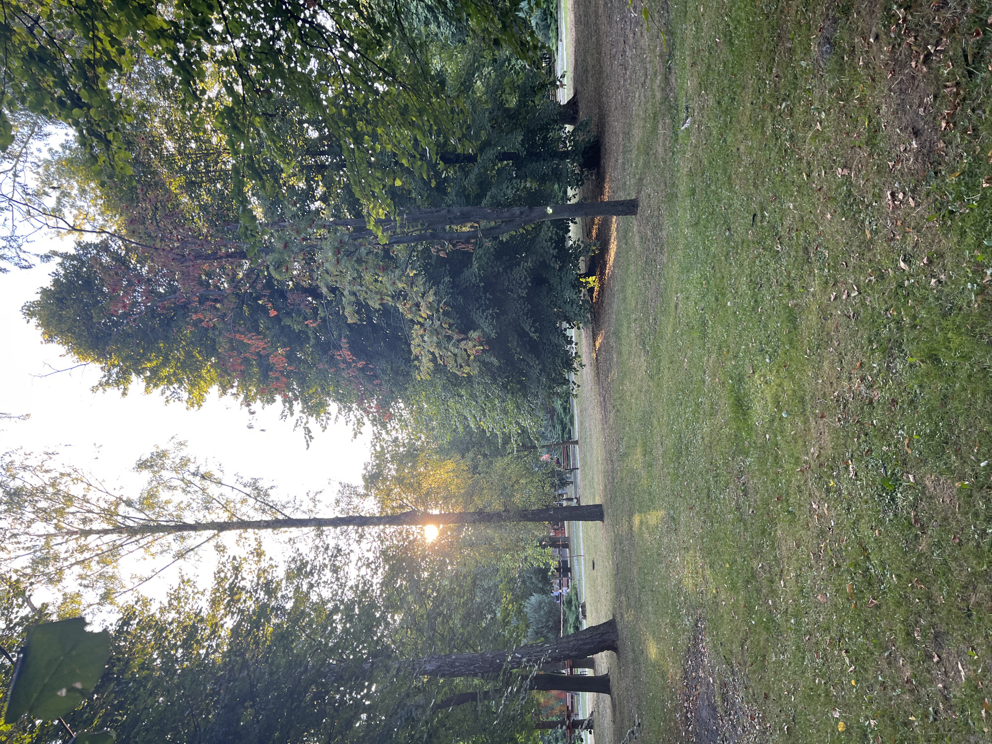 The image depicts a park scene in the city of Sheptytskyi, Ukraine, bathed in the warm, low light of late afternoon or early morning. Tall trees with dense green foliage dominate the frame, some showing hints of autumn colors. The sun's rays filter through the branches, casting long shadows and creating dappled light on the well-maintained grassy lawn. Scattered leaves are visible on the ground, suggesting the approach of autumn. In the background, there are indications of park amenities such as benches and possibly playground equipment, though these are not the primary focus. The overall atmosphere is tranquil and natural, characteristic of a public park.