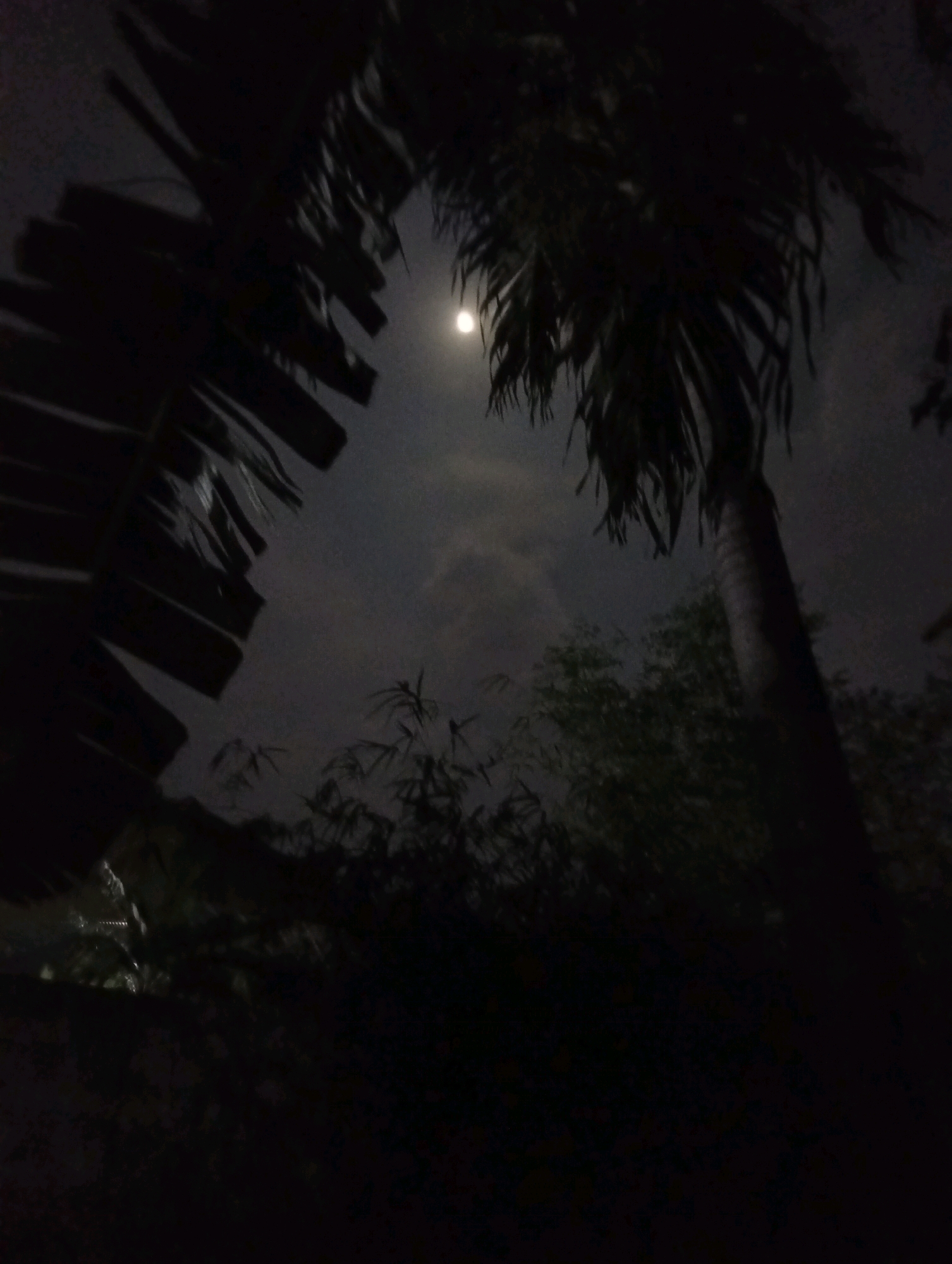 The image captures a nighttime scene with a full moon visible in a cloudy sky, seen through the silhouettes of palm fronds and tree branches. The foreground is dominated by dark, out-of-focus shapes of foliage, possibly from a banana plant on the left and a palm tree on the right. In the middle ground, a cluster of bamboo-like plants is visible, also silhouetted against the sky. The overall impression is one of a dimly lit, natural environment at night, with the moon providing the primary light source. No specific buildings or urban features of Kediri City, Indonesia are identifiable, suggesting the image was taken in a more natural or garden setting within the city.