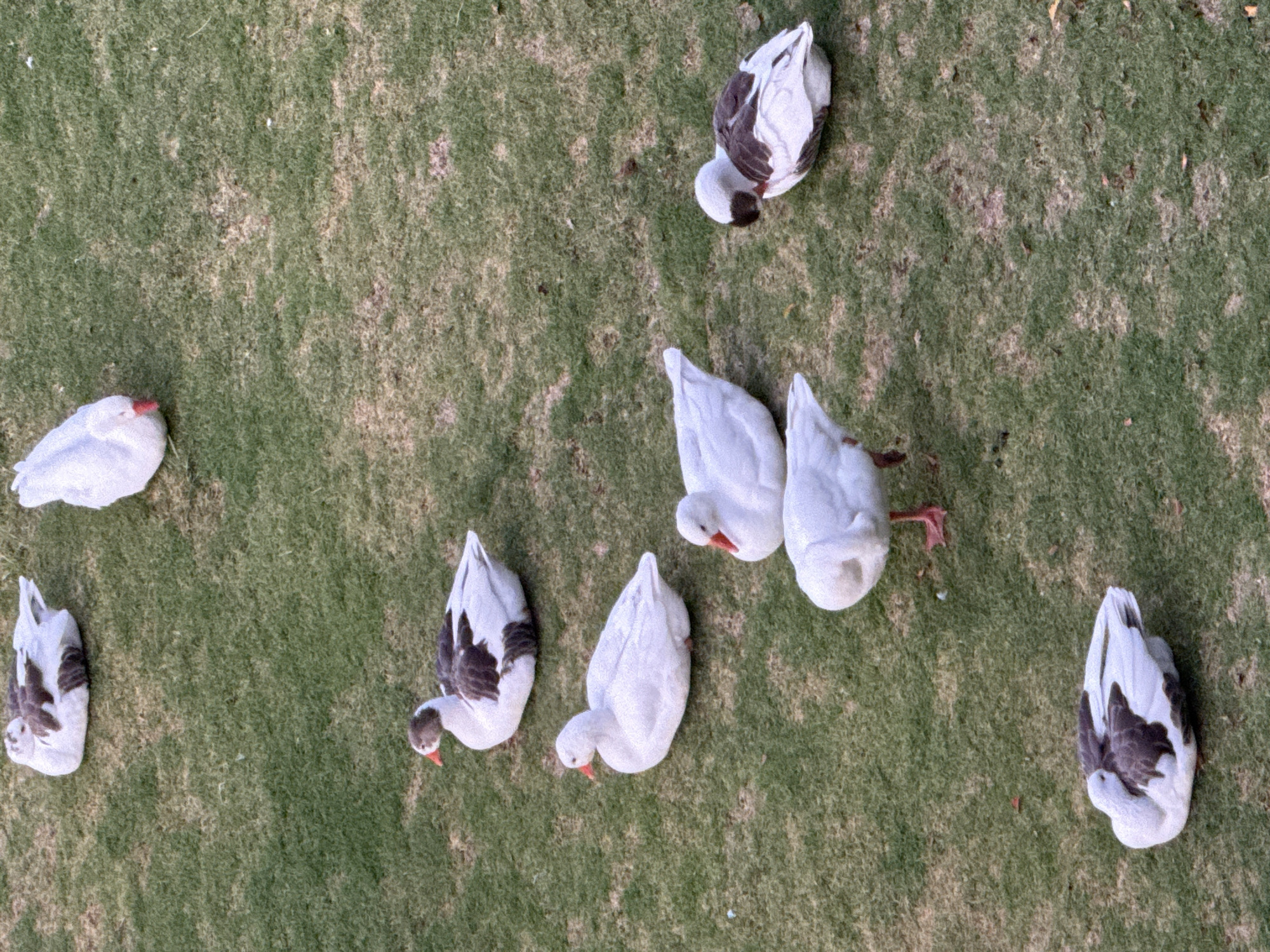 Aerial view of eight ducks on a green lawn. Five are white and three are white with brown markings. All have their heads down. The location is Puebla, Mexico.