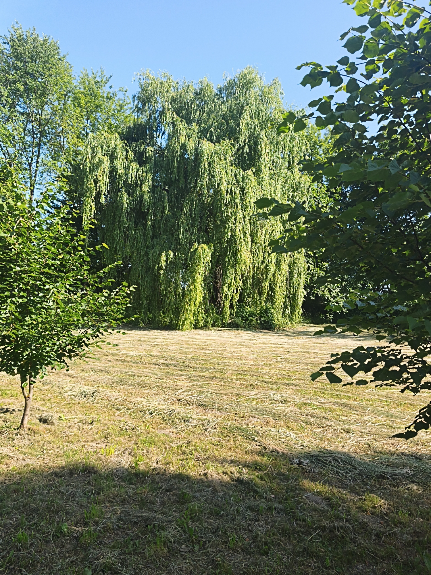 This is a full shot of a sunlit clearing in Ternopil, Ukraine. A large weeping willow tree dominates the background, its branches cascading downwards. In front of the willow, a field of recently cut hay lies in neat rows. To the left, a small, leafy tree stands in the foreground, partially obscuring the view. To the right, the dark leaves of another tree partially frame the scene. The sky above is a clear, bright blue. The overall impression is one of a tranquil, rural landscape.