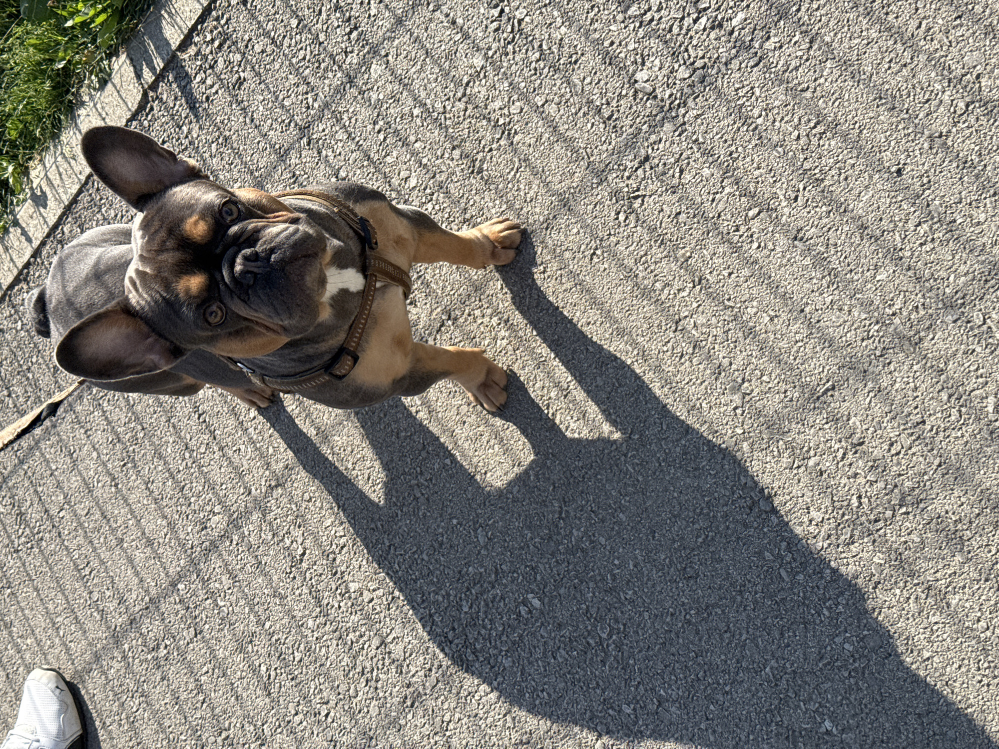 A high-angle shot captures a brindle French Bulldog wearing a brown harness on a textured asphalt surface. The dog, positioned in the upper-left quadrant, gazes upward. Its shadow extends to the lower-right quadrant. Part of a white sneaker appears in the lower-left corner, and a strip of grass with sparse vegetation borders the upper-left. The scene is illuminated by bright sunlight, casting distinct shadows. The location appears to be an urban area, possibly a park or sidewalk, but there is insufficient information to confirm the city of Sofia, Bulgaria.