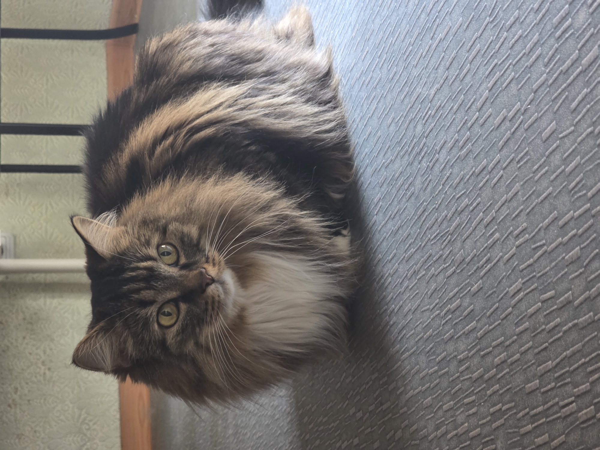 A fluffy, long-haired tabby cat with white chest fur and yellow eyes is lying down on a grey textured floor. The cat is facing the camera with a neutral expression. In the background, there is a light green patterned wallpaper, a wooden shelf, and a black metal railing. The scene appears to be indoors, in an apartment or house. There is no indication of the specific location within the city of Omsk, Russia.