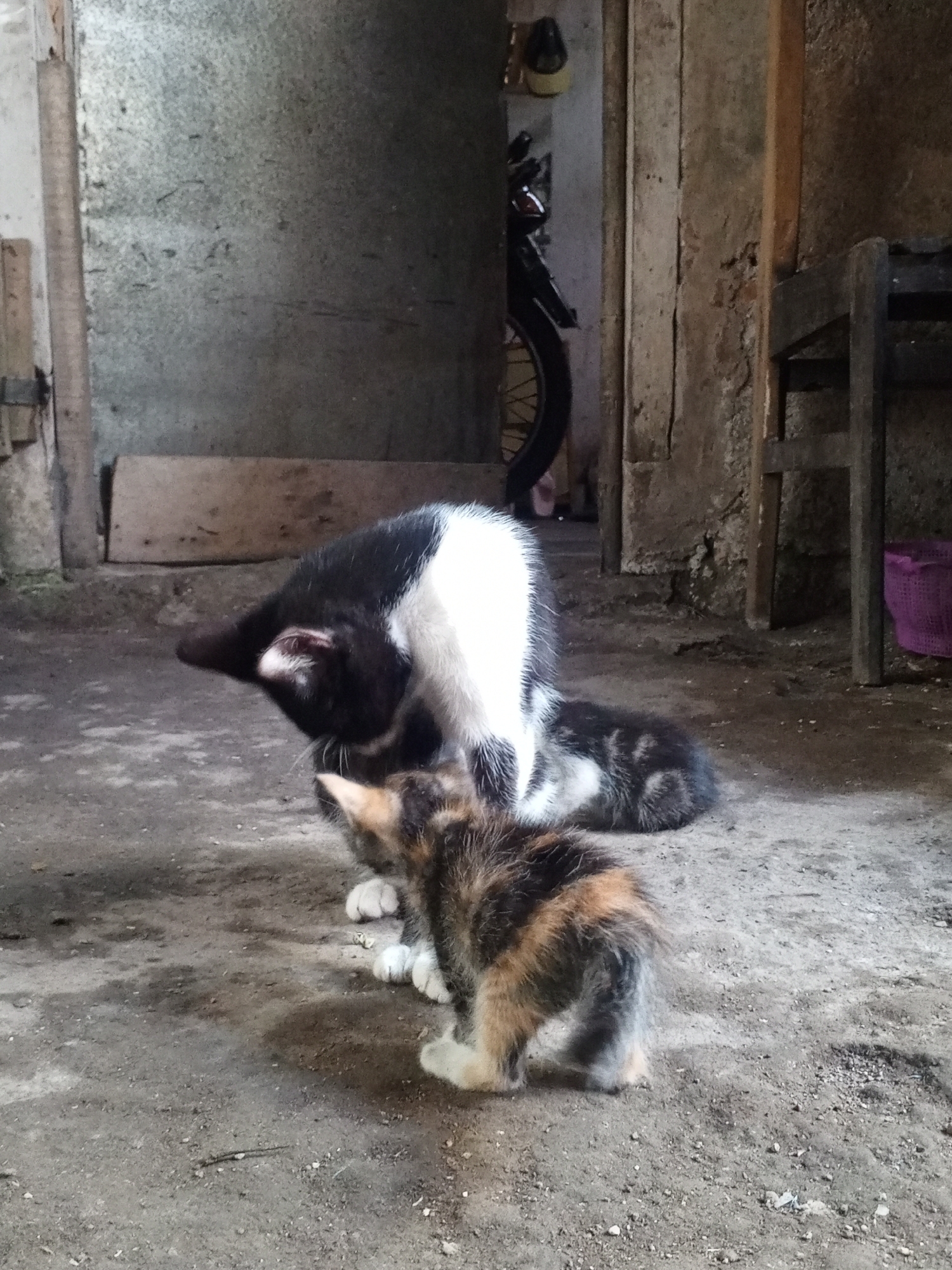 The image depicts two cats in what appears to be an outdoor, possibly rural or semi-urban, environment. In the foreground, a calico kitten is positioned facing away from the camera, with its rear end and hind legs visible. It has white paws and a mottled coat of orange, brown, and black. Behind the kitten, a larger cat, predominantly black and white, is crouched down, grooming or attending to the kitten. The larger cat's head is lowered, and its white fur is prominent. The ground is composed of dirt and gravel, with some damp patches. In the background, there are rustic structures, including a wooden plank and parts of what might be a doorway. A motorcycle wheel is partially visible in the background, suggesting proximity to human activity. A dark wooden chair and a pink basket are also present in the background. The overall setting suggests a utilitarian or unrefined outdoor space, consistent with certain areas in Jember, Indonesia, where such backyards or communal areas are common.