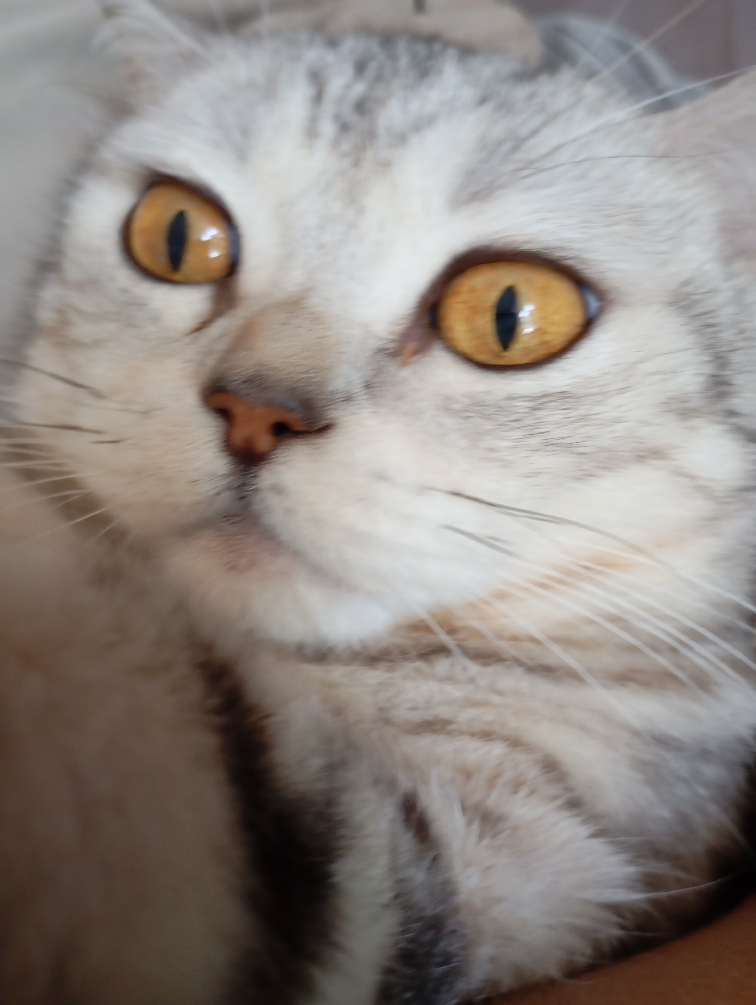 A close-up, shallow focus photograph shows the face of a light gray and white tabby cat with striking golden eyes. The cat's fur exhibits subtle striped markings. The focus is on the cat's eyes and nose, with the rest of the image appearing blurred. The background is indistinct and appears to be a neutral, possibly indoor, setting. There is no indication of the city of Sozonivka, Ukraine in this image.