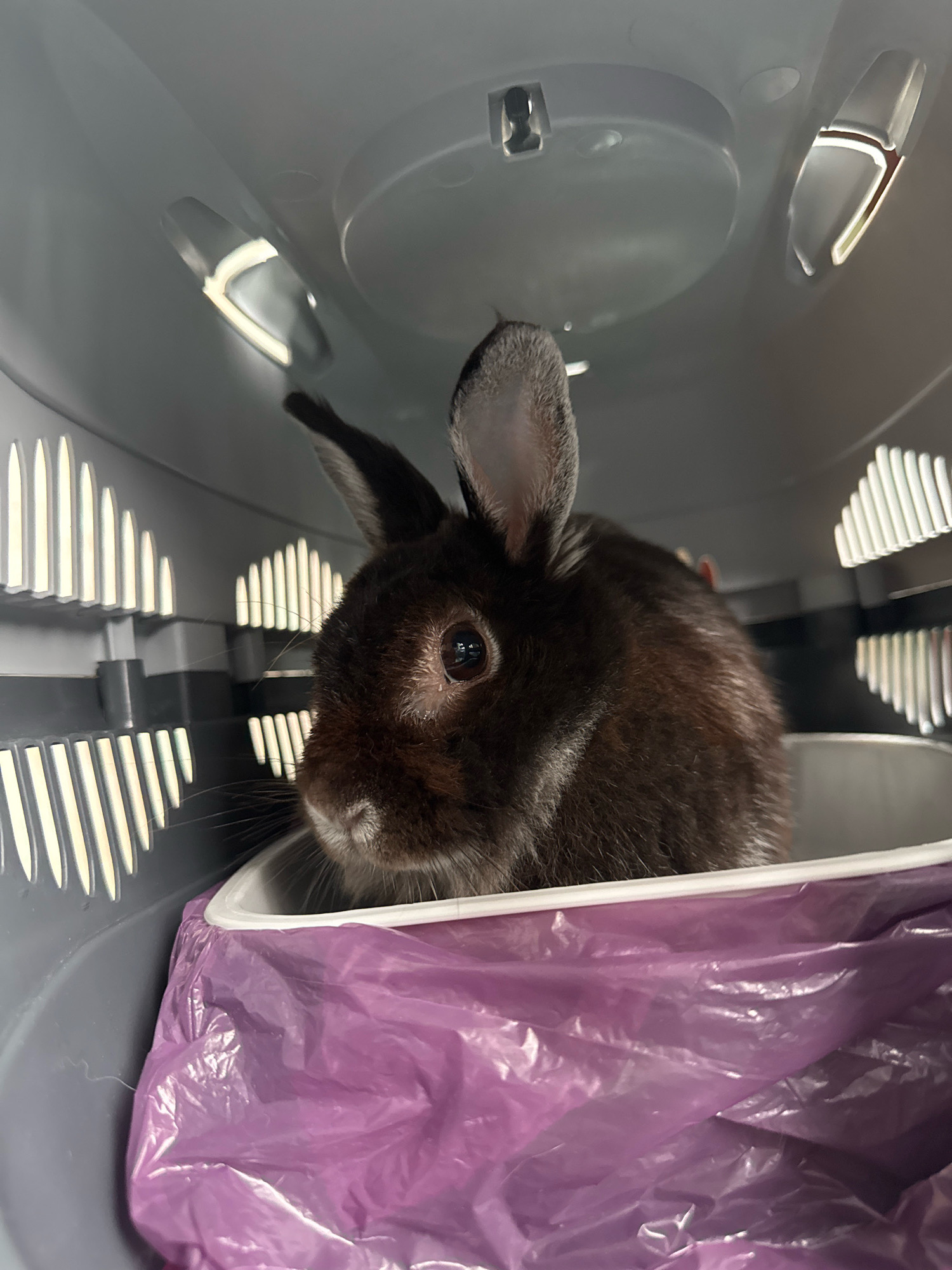 A dark brown rabbit sits inside a gray plastic pet carrier. The carrier has ventilation slits on the sides. A purple plastic bag is visible at the bottom of the carrier, partially covering the rabbit. The background is dark and out of focus. The location of this image is unknown and cannot be determined to be in Ussurijsk, Russia.