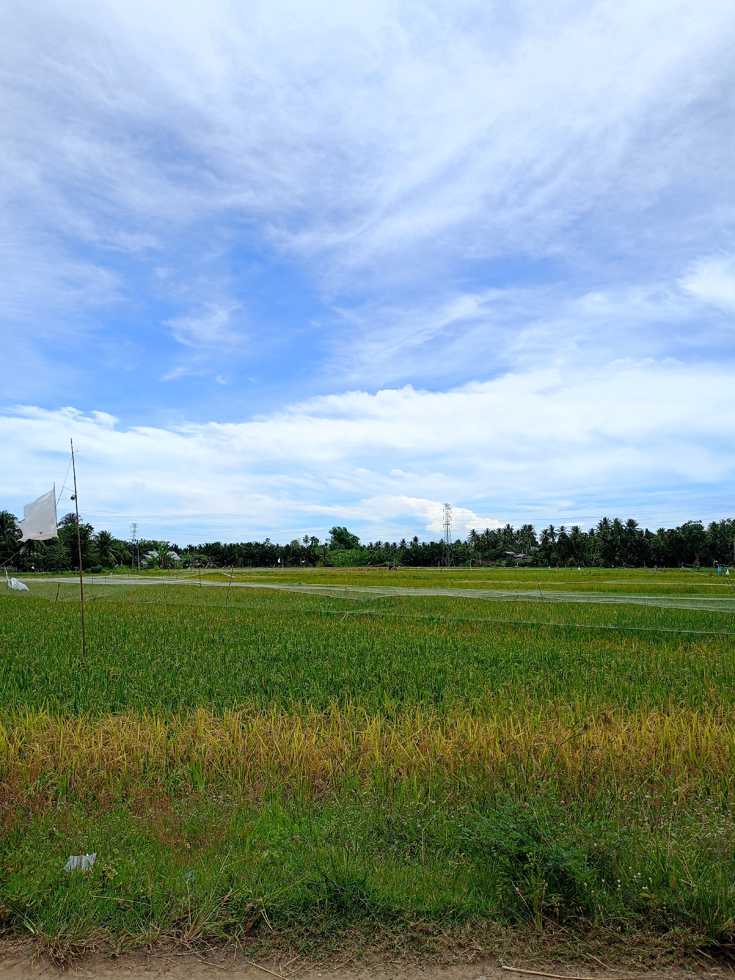 The image shows a vibrant green rice field in Seuneuboklhong, Indonesia, under a sky of blue and white clouds. In the foreground is a patch of earth and green plants, followed by the rice paddy. Beyond the field are rows of trees and telephone poles. White flags are attached to bamboo poles in the field.