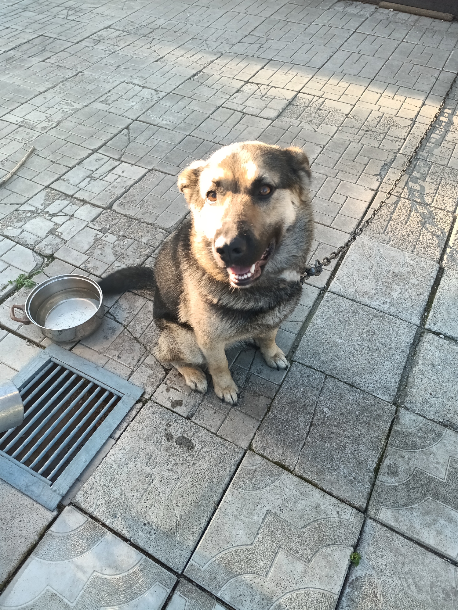 A medium-sized, mixed-breed dog with tan and brown fur is sitting on a paved patio in Blagoveshchensk, Russia. The dog is leashed to a metal chain and appears to be panting with its tongue out. Next to the dog is a metal bowl filled with water, and a metal drain grate is visible in the foreground. The patio is made of interlocking concrete pavers, some of which are cracked or worn. The lighting suggests it is either early morning or late afternoon, with long shadows cast across the ground.