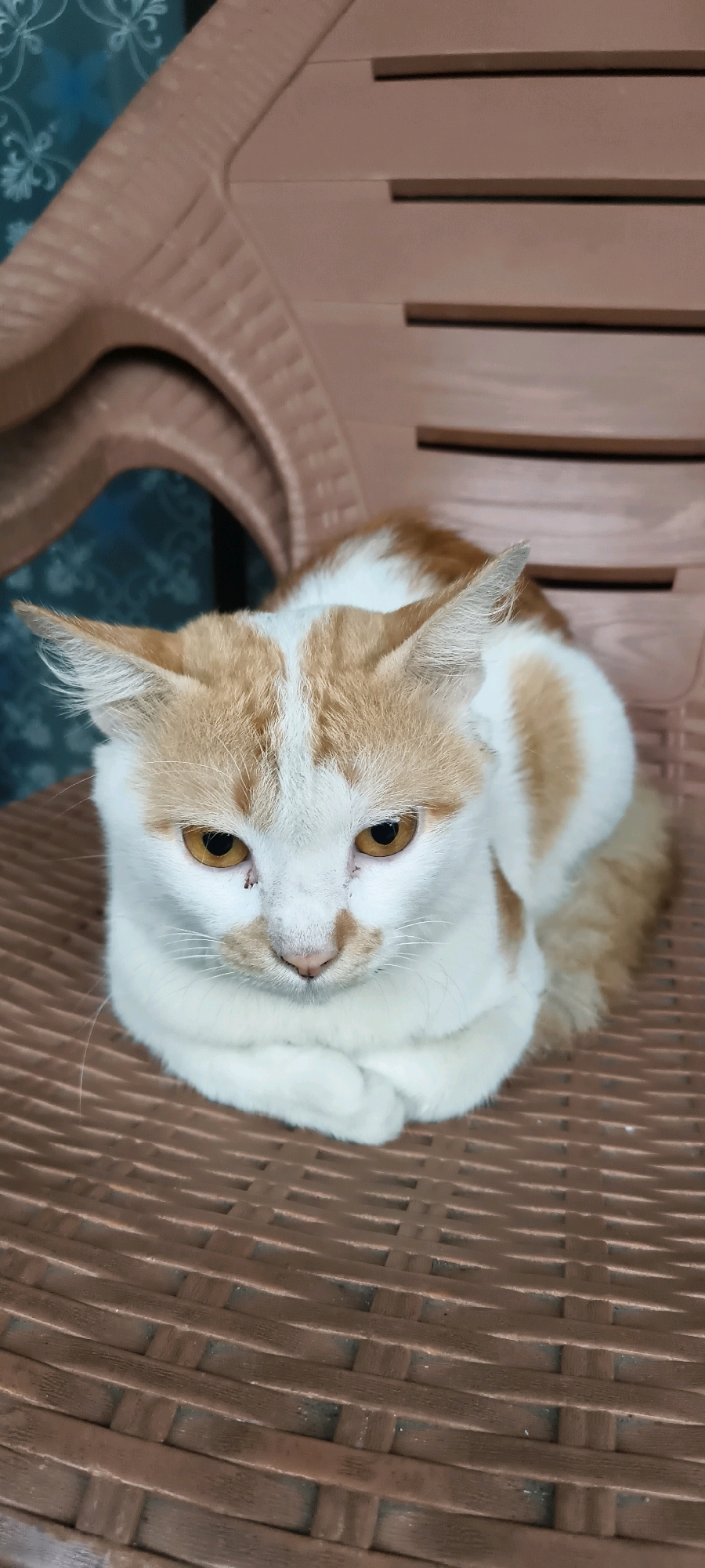 A white and orange cat is sitting on a brown woven plastic chair. The cat is facing forward with its paws tucked underneath its body. The cat has yellow eyes and orange markings on its head and back. The chair is in an indoor setting, likely a home, with a patterned blue wallpaper visible in the background. The image was taken in South Tangerang, Indonesia.