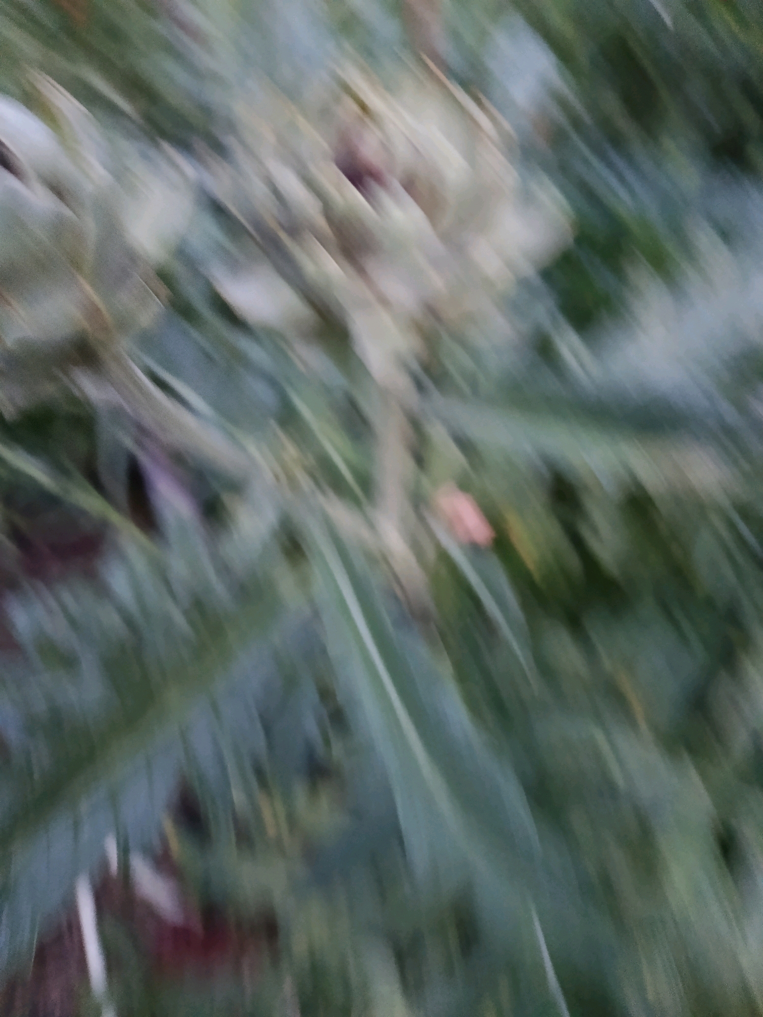 The image is an abstract and blurry depiction of a natural environment, likely outdoors. The dominant colors are various shades of green and muted tones of beige and brown, suggesting foliage and possibly dirt or dry grass. There are blurred shapes that could be interpreted as leaves, stalks, or other plant elements. The overall impression is one of motion blur or a lack of focus, making specific identification of objects difficult. No recognizable landmarks of Smila, Ukraine, are visible.