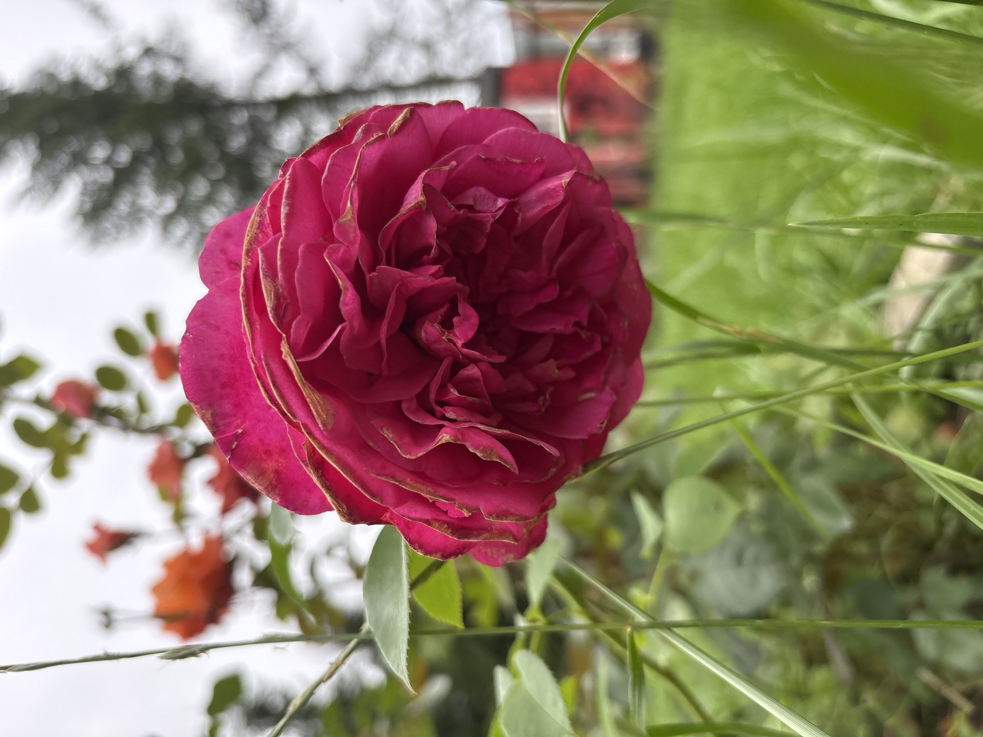 A close-up, low-angle shot captures a vibrant, deep pink rose in full bloom. The rose, slightly past its prime, displays numerous ruffled petals with some edges showing browning and slight wilting. The texture of the petals is soft and velvety, with delicate veins visible. Around the rose, thin, green blades of grass and leaves are in sharp focus, creating a natural, somewhat wild foreground. In the blurred background, hints of other flowers, possibly orange roses, can be seen, along with greenery and the indistinct shapes of buildings, suggesting an outdoor garden setting. The sky appears overcast, contributing to the soft, diffused lighting of the scene. The overall impression is one of natural beauty and the ephemeral nature of flowers. No people or specific landmarks are identifiable to pinpoint a location in Lyady, Russia.