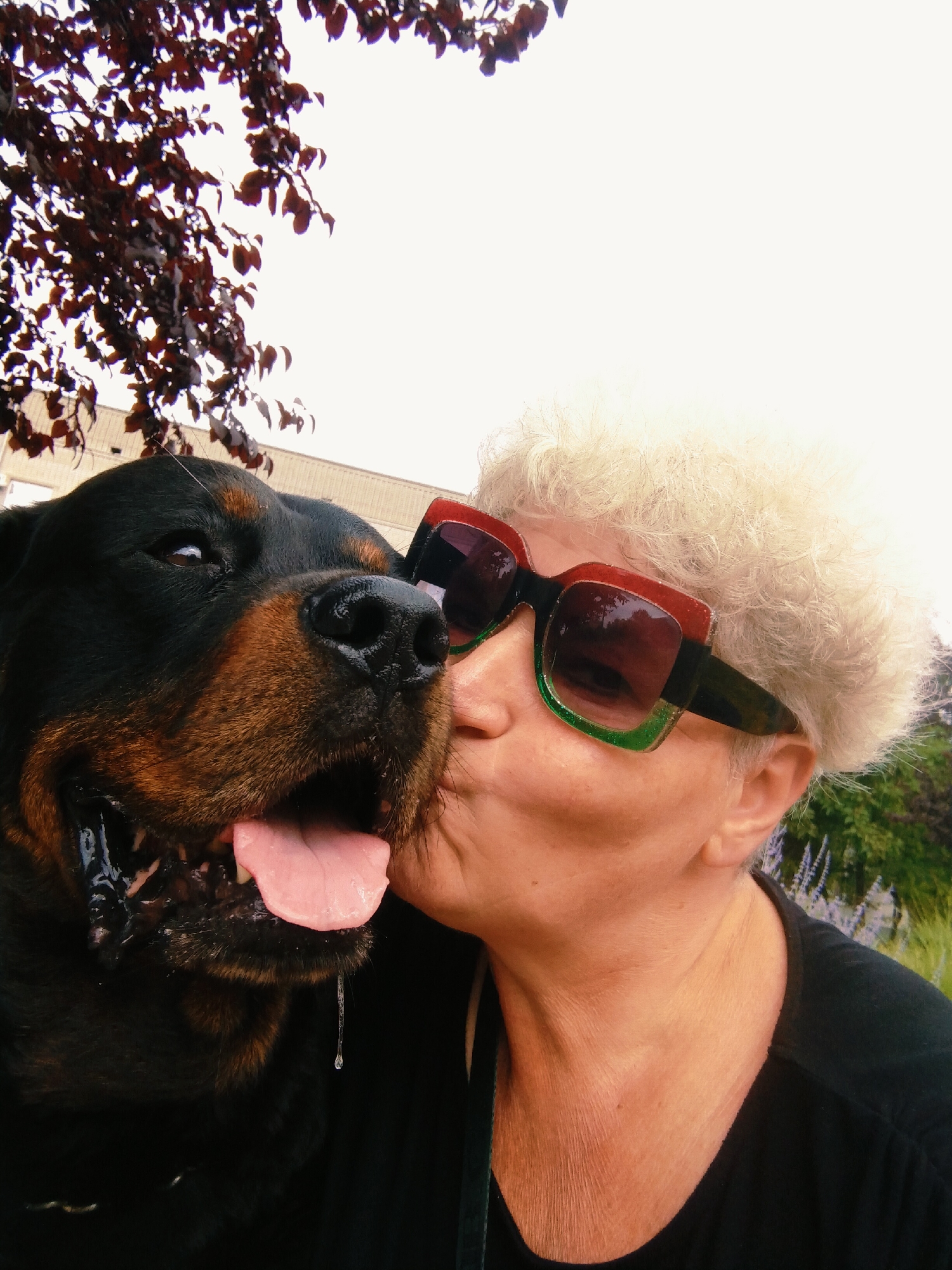 An overhead shot captures a woman with light, curly hair wearing oversized sunglasses with red and green frames and a black shirt. She is leaning in to kiss a Rottweiler, whose head is in the foreground on the left. The dog's mouth is open with its tongue out, and saliva is dripping. In the background, a tree with dark red leaves is visible on the left, with a building and a slightly blurred green, leafy background on the right. The sky is overcast. This image was taken in Horishni Plavni, Ukraine.