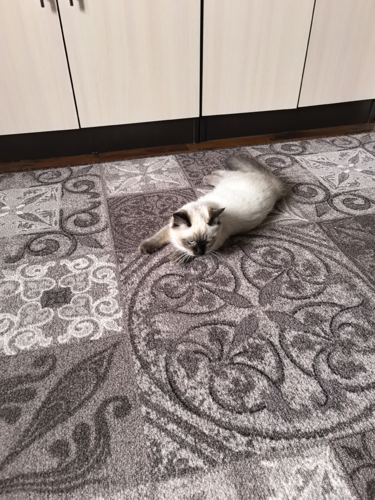 A young, light-colored cat with dark points on its ears, face, and paws lies on a patterned carpet. The carpet features a repeating design of floral and paisley motifs in shades of gray and beige. The cat is facing left with its head down and eyes partially closed. Its body is elongated, suggesting it is either stretching or resting. In the background, the bottom portion of a light-colored cabinet with dark handles is visible. The scene appears to be indoors, possibly in a domestic setting. The image does not contain any information that places it in Veshenskaya, Russia.