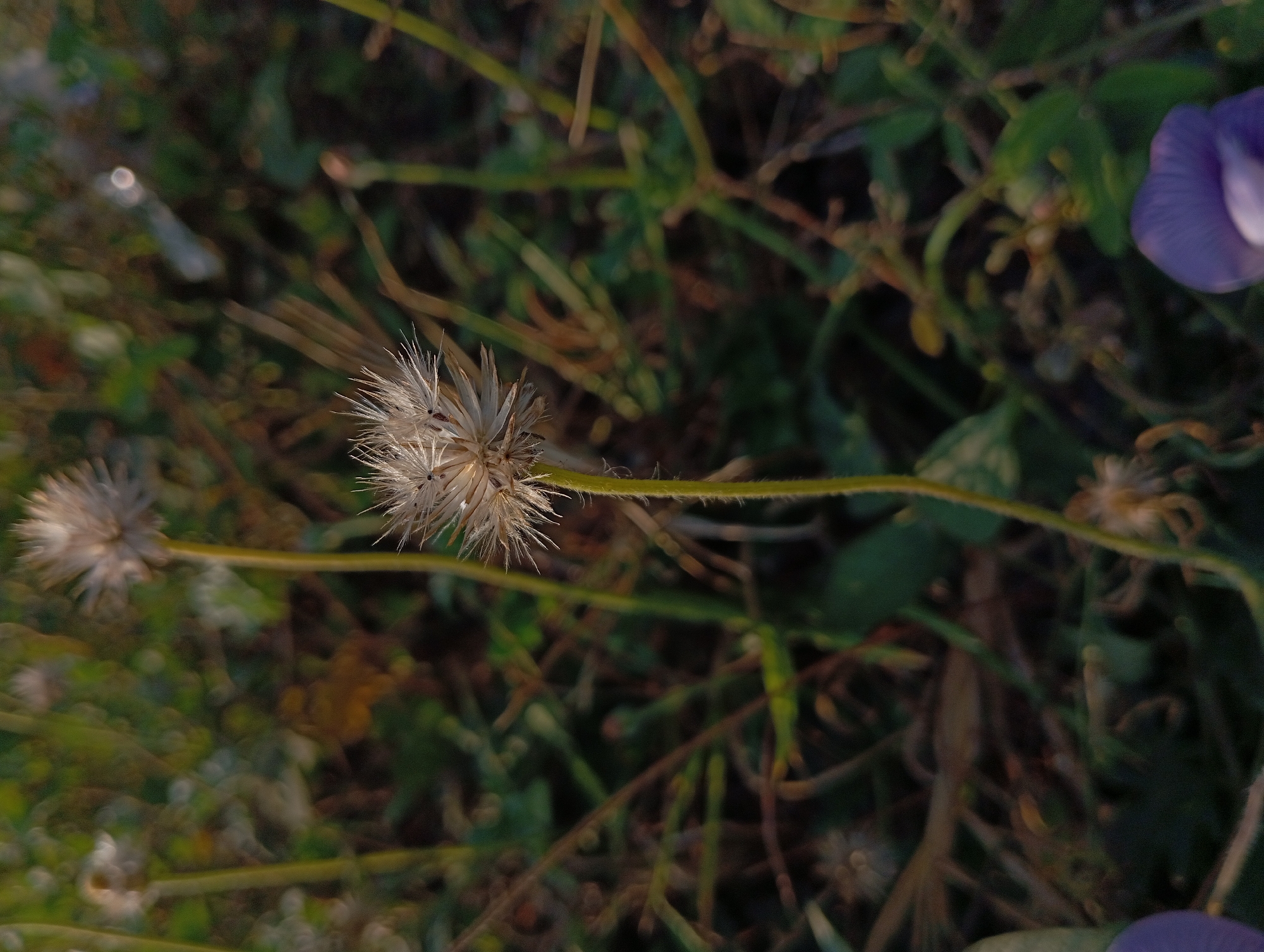 A close-up, shallow depth of field photograph captures a dry, seed-bearing flower with delicate, spiky petals set against a softly blurred background of green foliage and brown earth. The flower is positioned centrally and slightly to the right, with its thin, pale green stem extending downwards. Its seed head is a light tan color, appearing brittle and ready to disperse. In the lower right corner, a portion of a vibrant purple flower is visible, its petals soft and rounded. Two other dry seed-bearing flowers are present in the background, one slightly out of focus to the left and another higher up and out of focus to the right. The scene is suggestive of a natural, untamed environment, possibly a field or roadside verge in Sumberrejo, Indonesia, where these types of wildflowers might commonly grow. The lighting appears to be natural, possibly late afternoon or early morning, casting a gentle glow on the flower's textures.