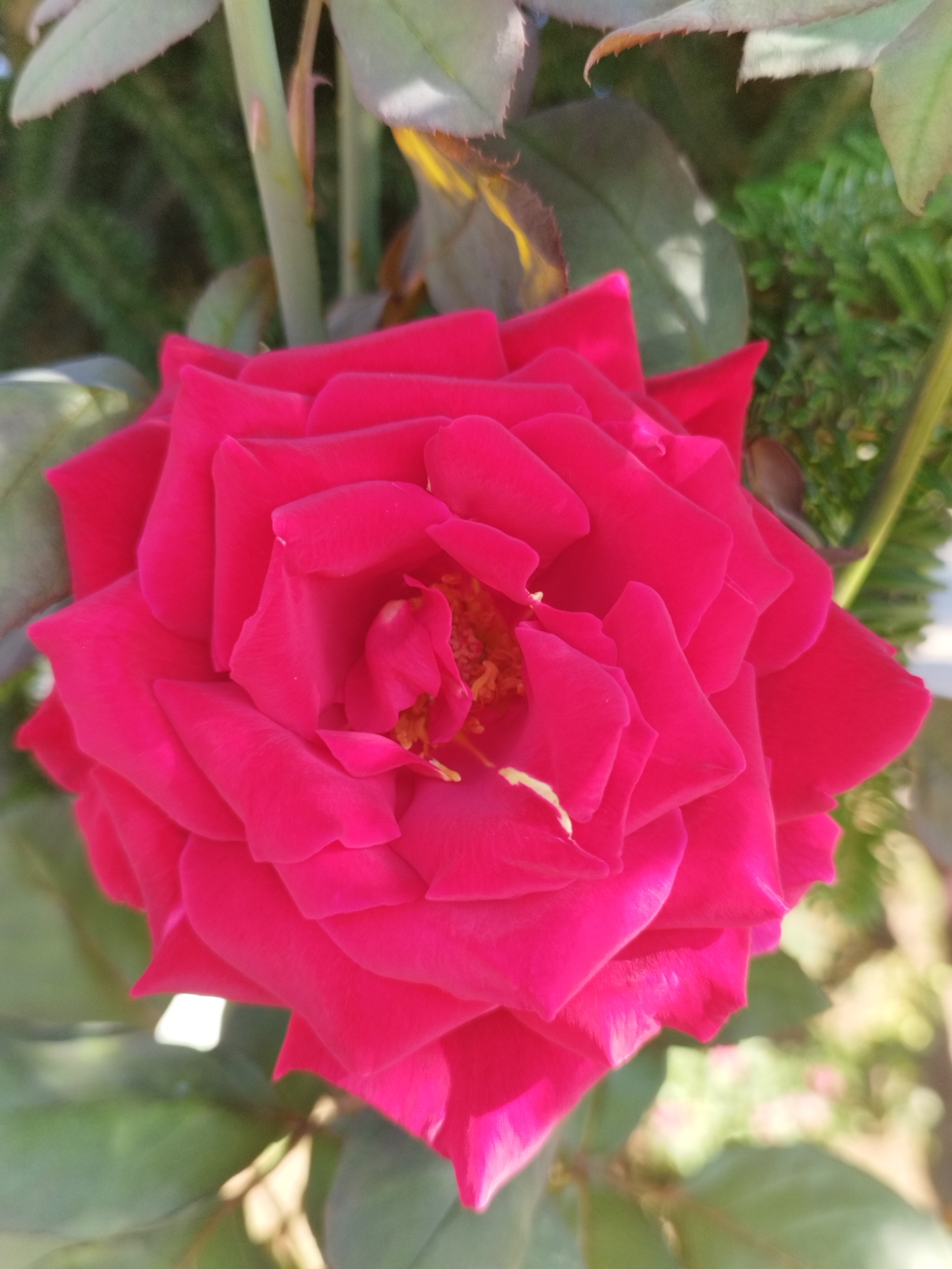 A close-up, high-angle shot captures a vibrant pink rose in full bloom. The rose's petals are tightly layered, creating a complex, intricate pattern. The center of the flower reveals a hint of yellow stamens. The rose is surrounded by green leaves and stems, some of which are blurred in the background, indicating a shallow depth of field. The lighting suggests a sunny outdoor environment. There are no people visible in the image. The image does not contain any elements that would allow for identification of its location within Bucharest, Romania.