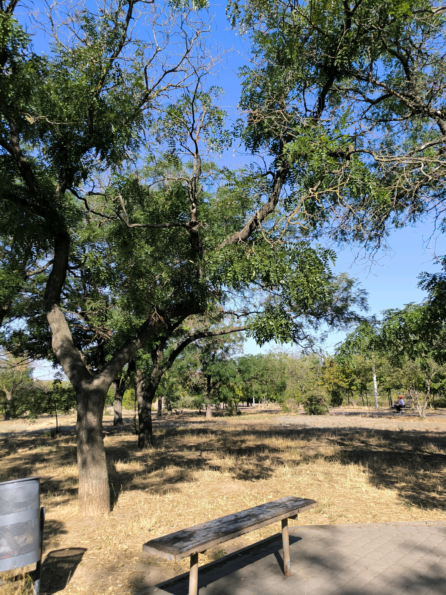 The image depicts a park scene in Mykolaiv, Ukraine, under a clear blue sky. In the foreground, a weathered wooden bench rests on a paved surface. To the left, a silver perforated trash bin casts a shadow. The ground is covered with dry, yellowed grass, and dappled sunlight filters through the leafy branches of mature trees. In the middle ground, a person is seated on another bench in the distance, looking towards the right. The background consists of more trees, suggesting a park or recreational area.