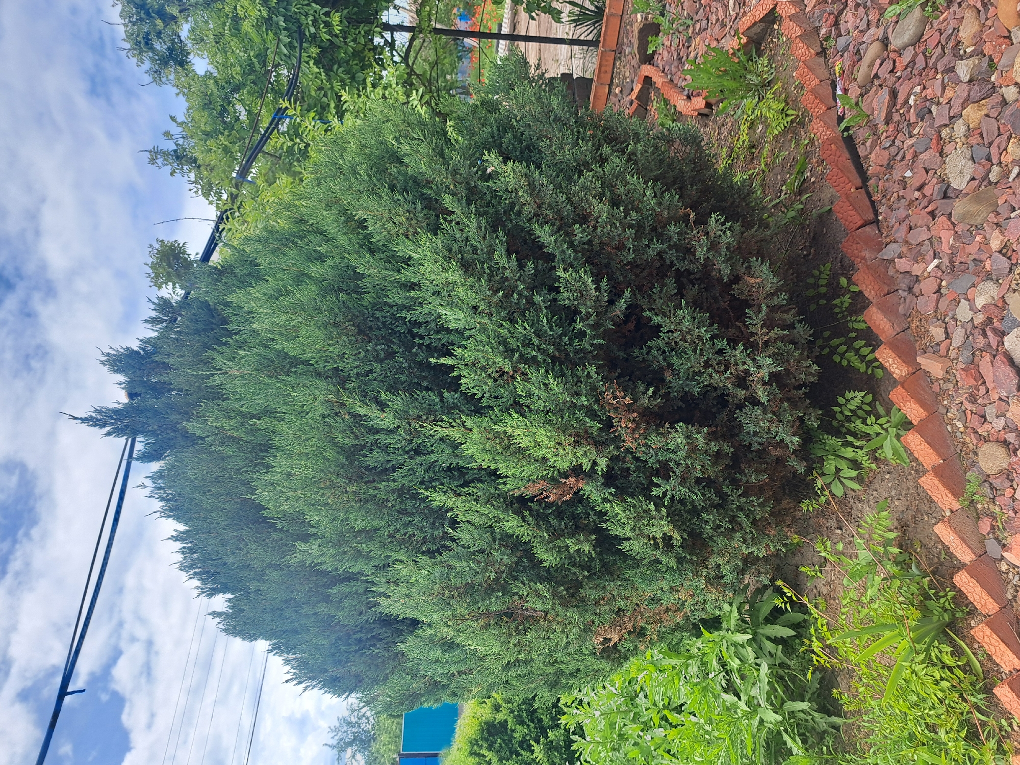 The image shows a large, dense, green juniper bush growing in a garden or yard. The bush is bordered by a row of reddish-brown bricks set in a zig-zag pattern. Adjacent to the brick border is an area covered in small reddish-brown stones and gravel. Green plants and weeds grow at the base of the juniper bush and along the edge of the brick border. Above the bush, a sky with scattered clouds is visible, along with some overhead power lines. The location is Leningradskaya, Russia.