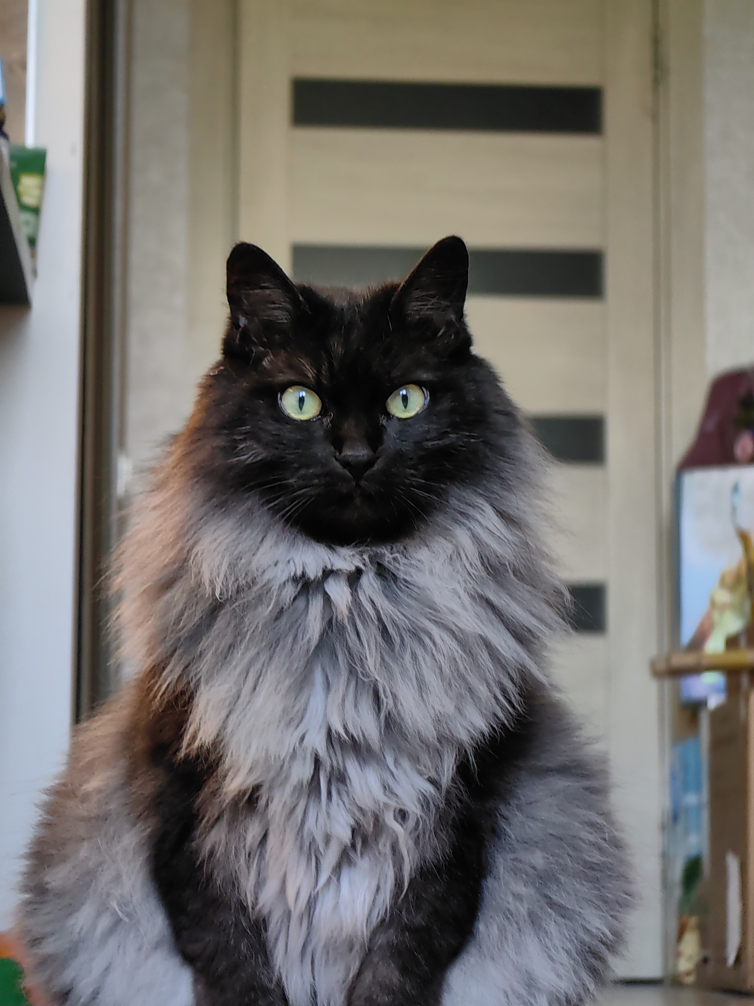 A black and grey long-haired cat with bright green eyes sits facing the camera. The cat has a thick mane of grey fur around its neck and chest, contrasting with its black fur elsewhere. The background consists of a blurred doorway with horizontal panels and a shelf with various objects to the left. To the right, a portion of a wooden shelf unit with colorful items is visible. The lighting suggests an indoor or shaded outdoor setting. The image is a close-up shot of the cat, with its body filling most of the frame. There is no information in the image to suggest it is located in Sochi, Russia.