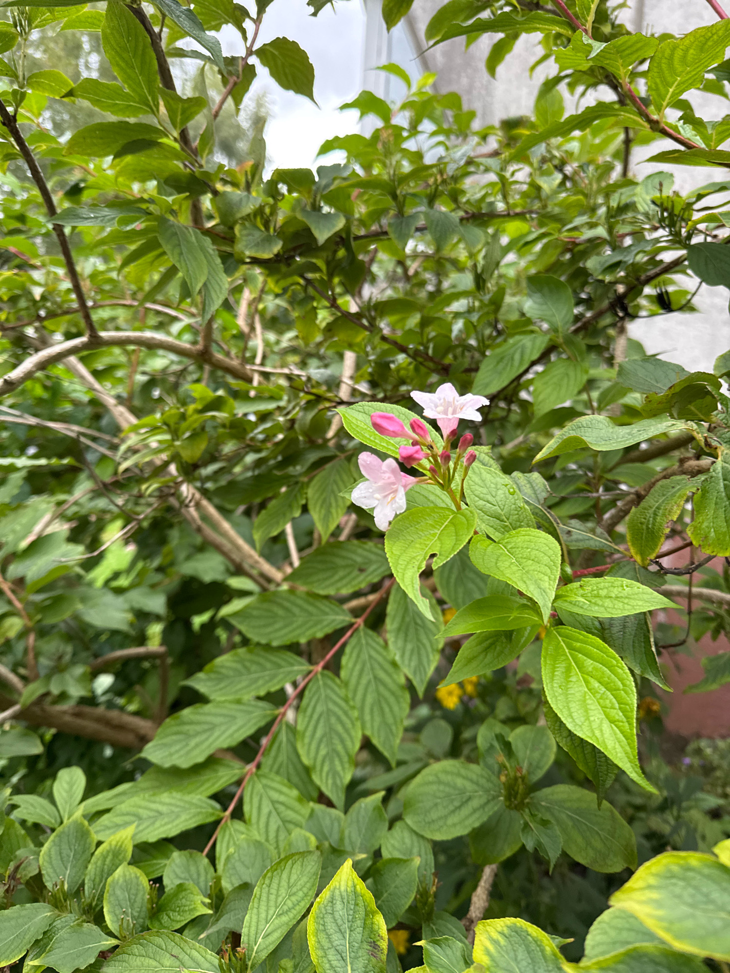 The image captures a close-up view of a flowering shrub with green leaves and delicate pink and white blossoms. The shrub's branches are visible, some appearing reddish-brown. In the background, there is a blurred view of what appears to be a building with a light-colored facade and a cloudy sky. The scene is devoid of any people or discernible landmarks that would indicate a specific location within Kaliningrad, Russia. The focus is on the natural elements of the plant life.