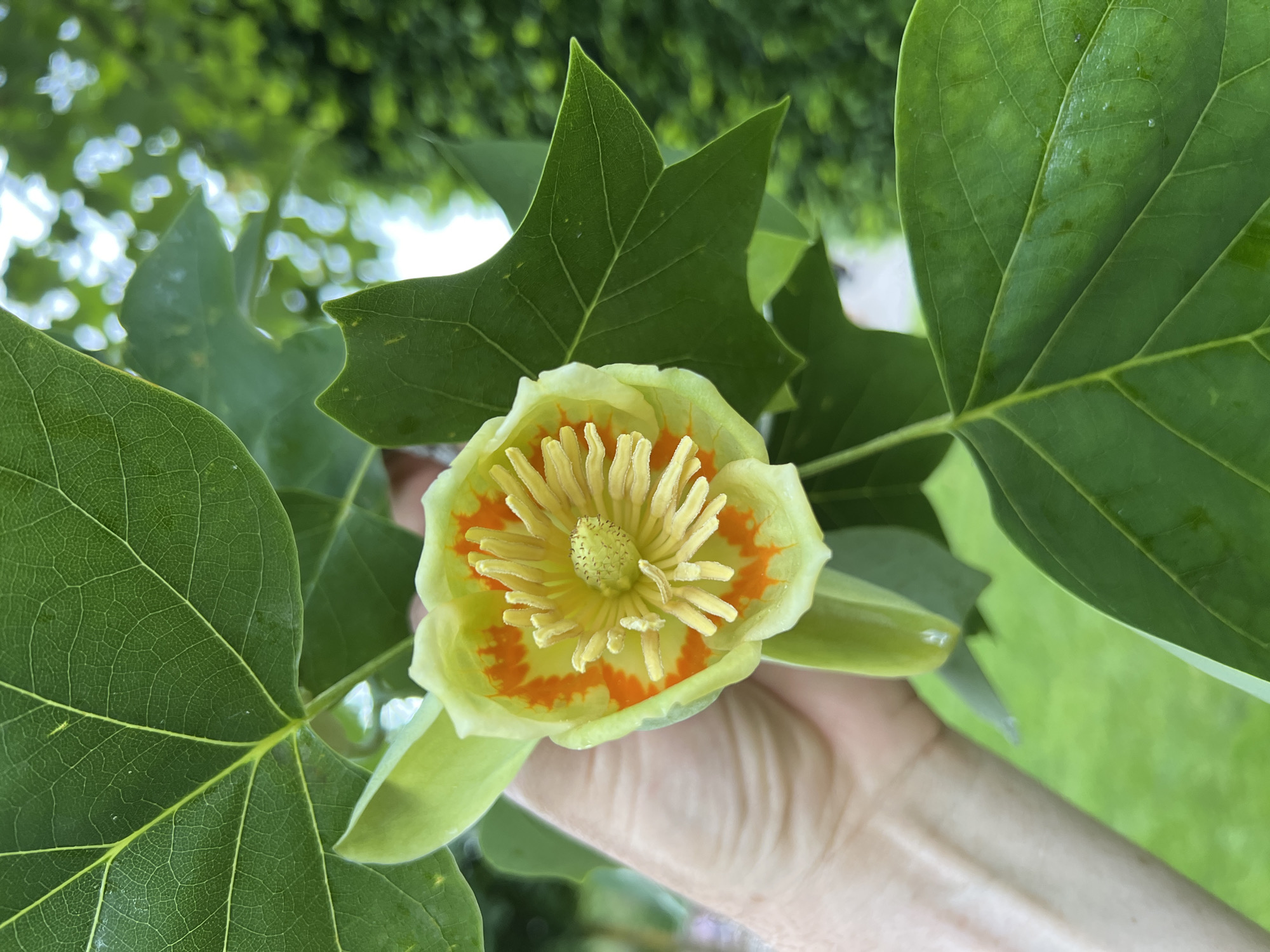 A close-up, high-angle shot features a tulip poplar flower (Liriodendron tulipifera) in bloom, held in a person's hand. The flower is primarily pale yellow with orange markings inside near the base of the petals and a cluster of pale yellow stamens and pistils in the center. The leaves surrounding the flower are broad, green, and have a distinctive lobed shape characteristic of tulip poplar trees. The leaves are veined and have a waxy appearance.
The background consists of additional foliage and blurred bokeh of green leaves and some light, suggesting an outdoor setting.
The image does not provide any information about the location in the city of Krasnodar, Russia.
