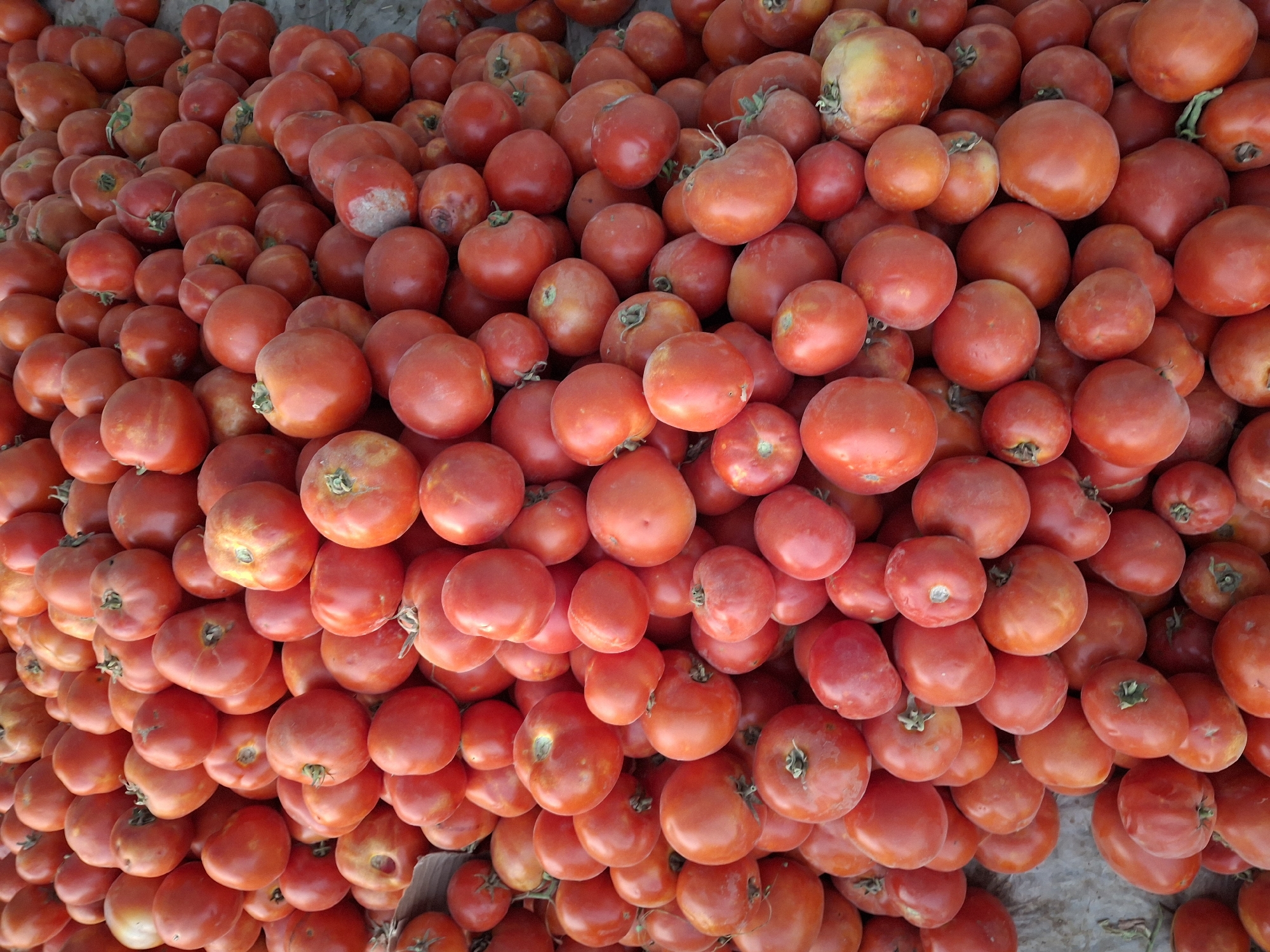 The image shows a large pile of ripe, red tomatoes. The tomatoes are of varying sizes and shapes, with some showing slight imperfections. They are piled on a rough, textured surface that appears to be the ground or a market stall. The lighting suggests an outdoor setting, possibly during daylight. The scene is devoid of people or any other discernible objects, focusing solely on the abundance of tomatoes. The context provided about the location in Utmayli, Uzbekistan, suggests this is likely a market or agricultural setting where tomatoes are being sold or displayed.