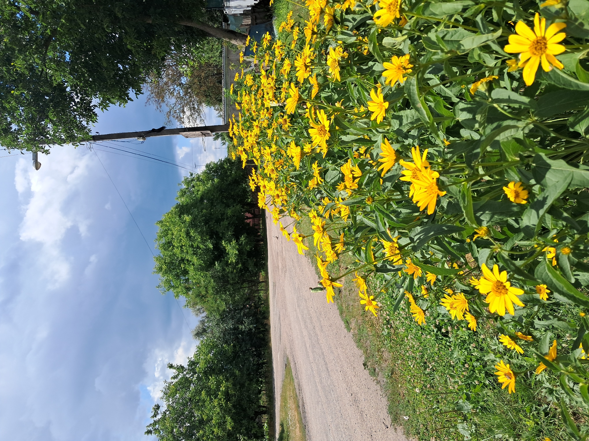 The image depicts a cluster of vibrant yellow flowers, likely Jerusalem artichokes, bordering a gravel road in Kremenchuk, Ukraine. The road curves to the left, leading into a sparsely populated area with lush green trees and vegetation on either side. A wooden utility pole with power lines and a street light stands to the right of the road, partially obscured by the foliage. The sky is dramatic, with a mix of dark, brooding clouds and patches of bright blue, suggesting an impending storm or recent rainfall. A few birds are visible in the background, near the road. The overall scene is rural and natural, with a touch of human infrastructure.
