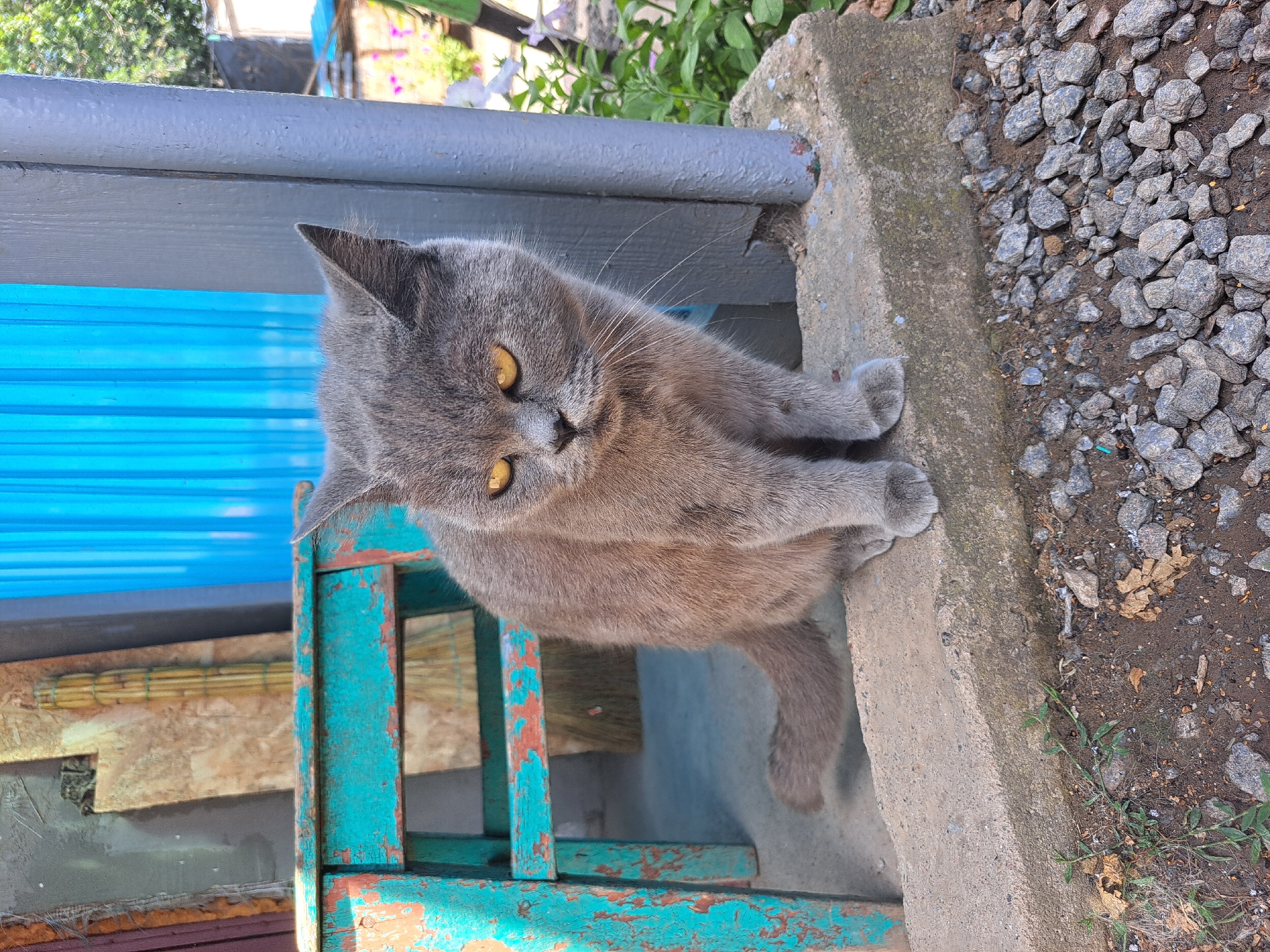 A grey cat with yellow eyes sits on a concrete ledge outdoors. The cat is facing forward and slightly to the right. Behind the cat, a weathered teal stool with chipped paint is visible, and a blue corrugated metal wall is in the background. To the right of the cat, a grey metal pole and green foliage are present. The ground in front of the cat is covered with small grey stones and dirt. The scene appears to be in an outdoor area, possibly a backyard or alleyway, in Vypasne, Ukraine.