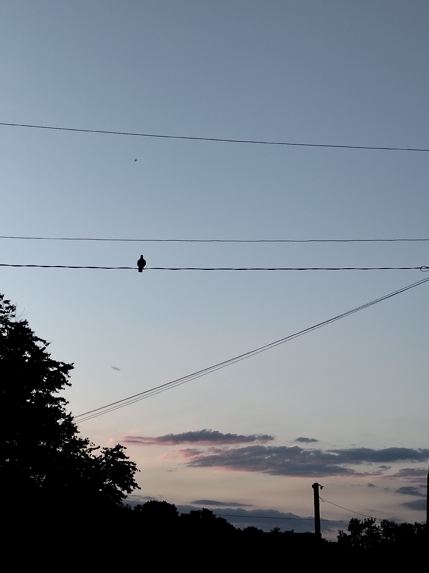 The image depicts a silhouette of a bird perched on a power line against a dusky sky. To the left, the dark silhouette of a tree occupies the lower portion of the frame. In the background, there are faint clouds tinged with pink and gray. A utility pole is visible on the right side of the image. The scene suggests an outdoor environment, likely on the outskirts of Ustyvytsia, Ukraine, during twilight.