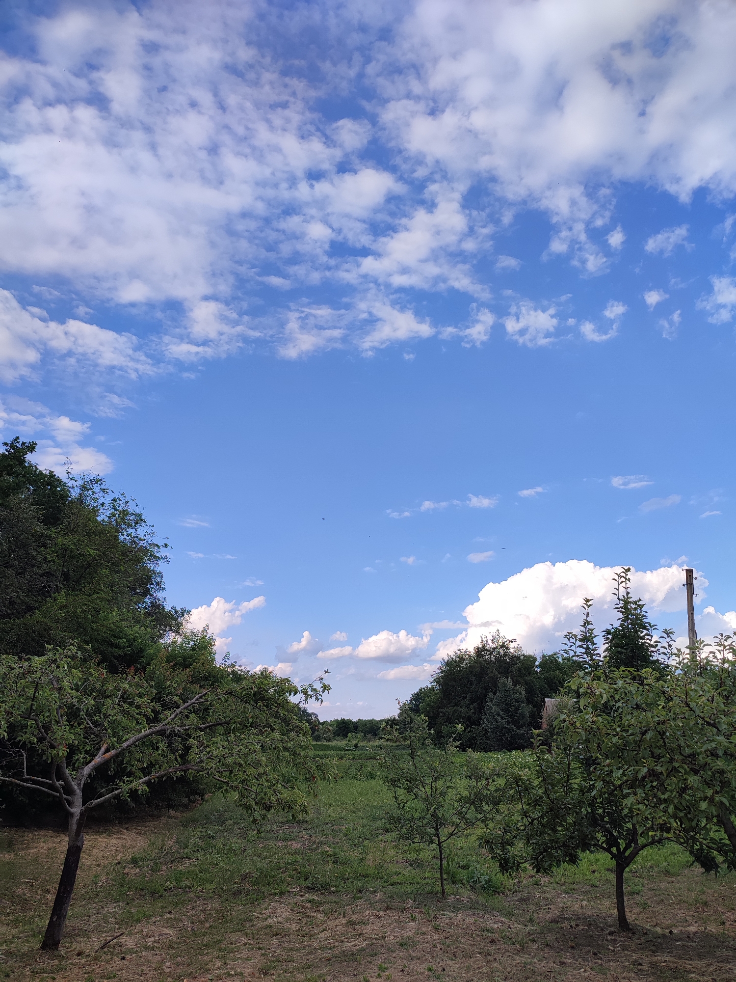 This is a vertical, medium-shot photograph of a rural landscape under a bright, blue sky dotted with fluffy white clouds. The foreground features several young fruit trees with lush green leaves. To the left, a larger, more mature tree with a gnarled trunk and branches droops slightly. In the middle ground, a field of green grass stretches towards a line of dense trees in the background. A small, rustic building with a grey roof is partially visible amongst the trees. To the far right, a tall, weathered wooden pole stands against the sky, possibly a utility pole. The scene is bathed in natural light, suggesting it's daytime, likely mid-morning or afternoon. The weather appears to be fair and sunny. The overall impression is one of natural tranquility and rural simplicity in Shyshaky, Ukraine. There is no visible text in the image.