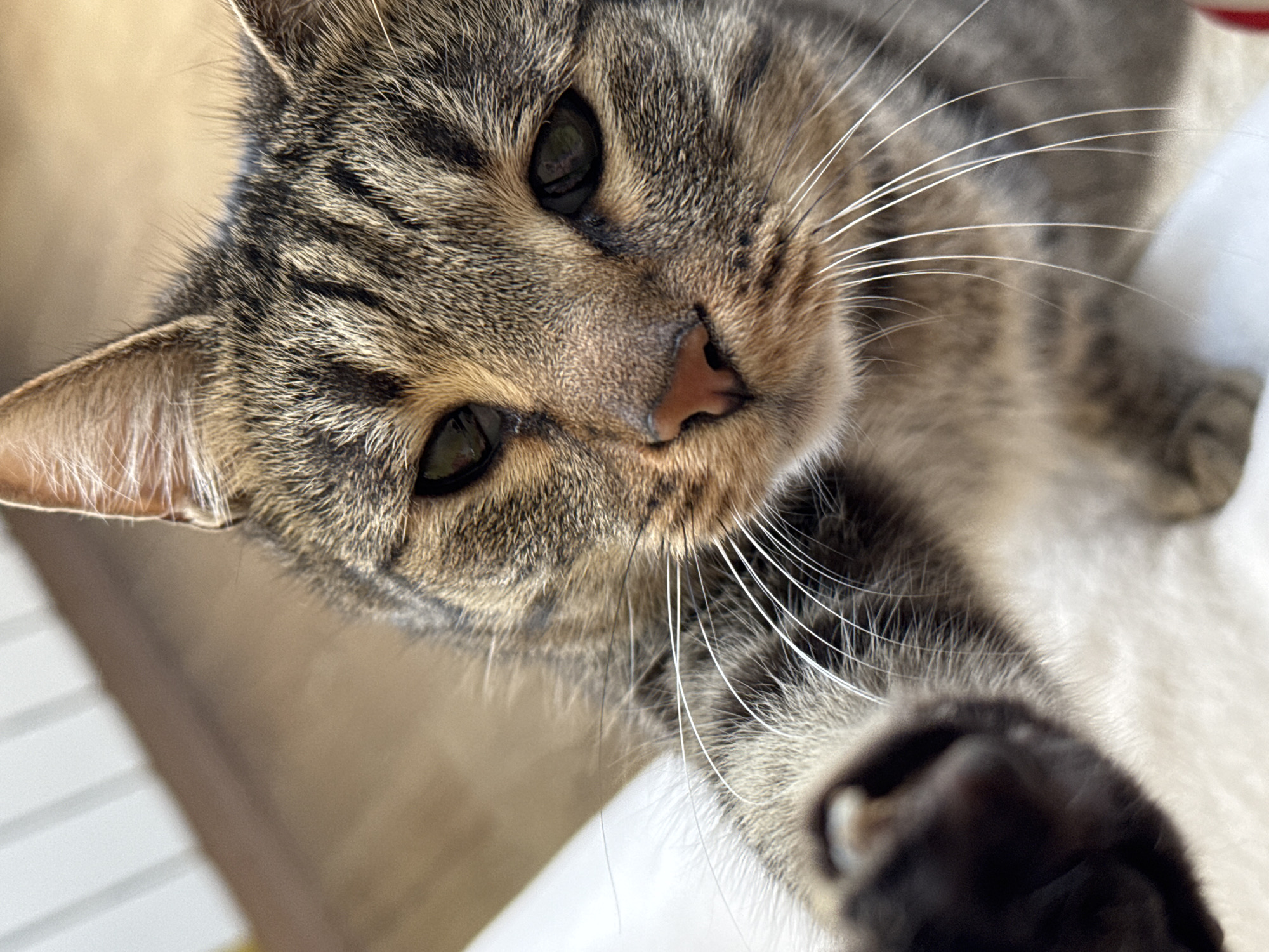 A close-up, high-angle shot shows a tabby cat. The cat's head is centered with its face turned slightly toward the camera. It has short fur with brown and black stripes and large, light-green eyes. The cat's nose is pink, and long white whiskers sprout from its cheeks. A black paw is partially visible in the bottom-right corner of the frame. The background is blurry, showing glimpses of a wooden surface, a white object and other colors. The city of Прикамский, Russia is not present in the image.
