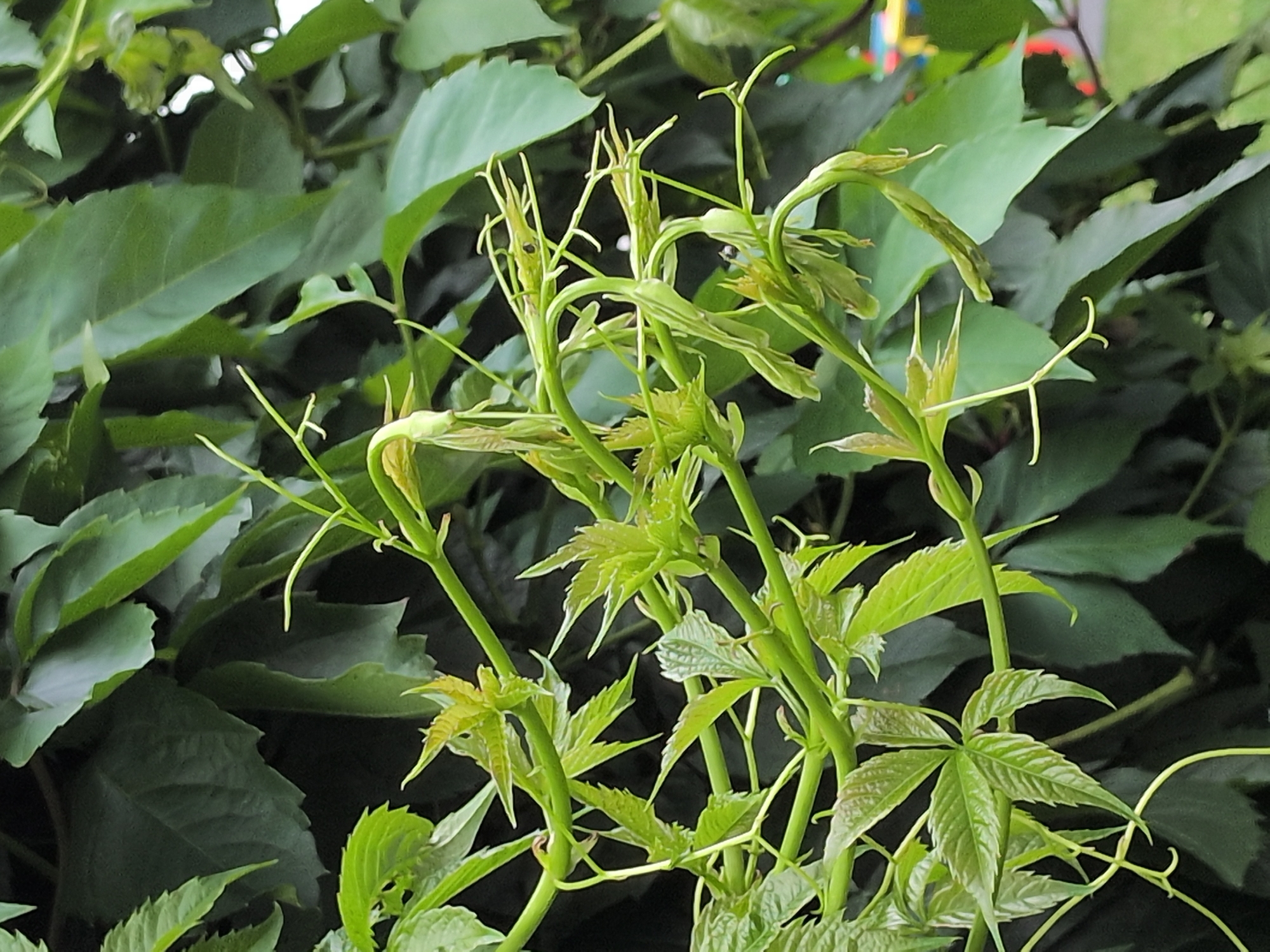 In Rastenberg, Germany, a close-up shot focuses on the vibrant green foliage of a climbing plant, likely Virginia creeper, as new leaves and tendrils unfurl. The plant's stems are a bright, verdant green, interwoven with delicate, lighter green new growth. Some of the leaves are still unfurling, appearing delicate and elongated, while others are more developed, showcasing a characteristic palmate shape with serrated edges. The background is a blur of darker green leaves, creating a sense of depth and emphasizing the foreground detail. The image appears to have been taken outdoors during daylight hours, as indicated by the natural lighting on the leaves. There are no people or distinct structures visible in the immediate frame, but in the far right background, a hint of colorful objects, possibly playground equipment, can be discerned suggesting a park or garden setting. The scene is natural and botanical, focusing on the growth and texture of the plant.